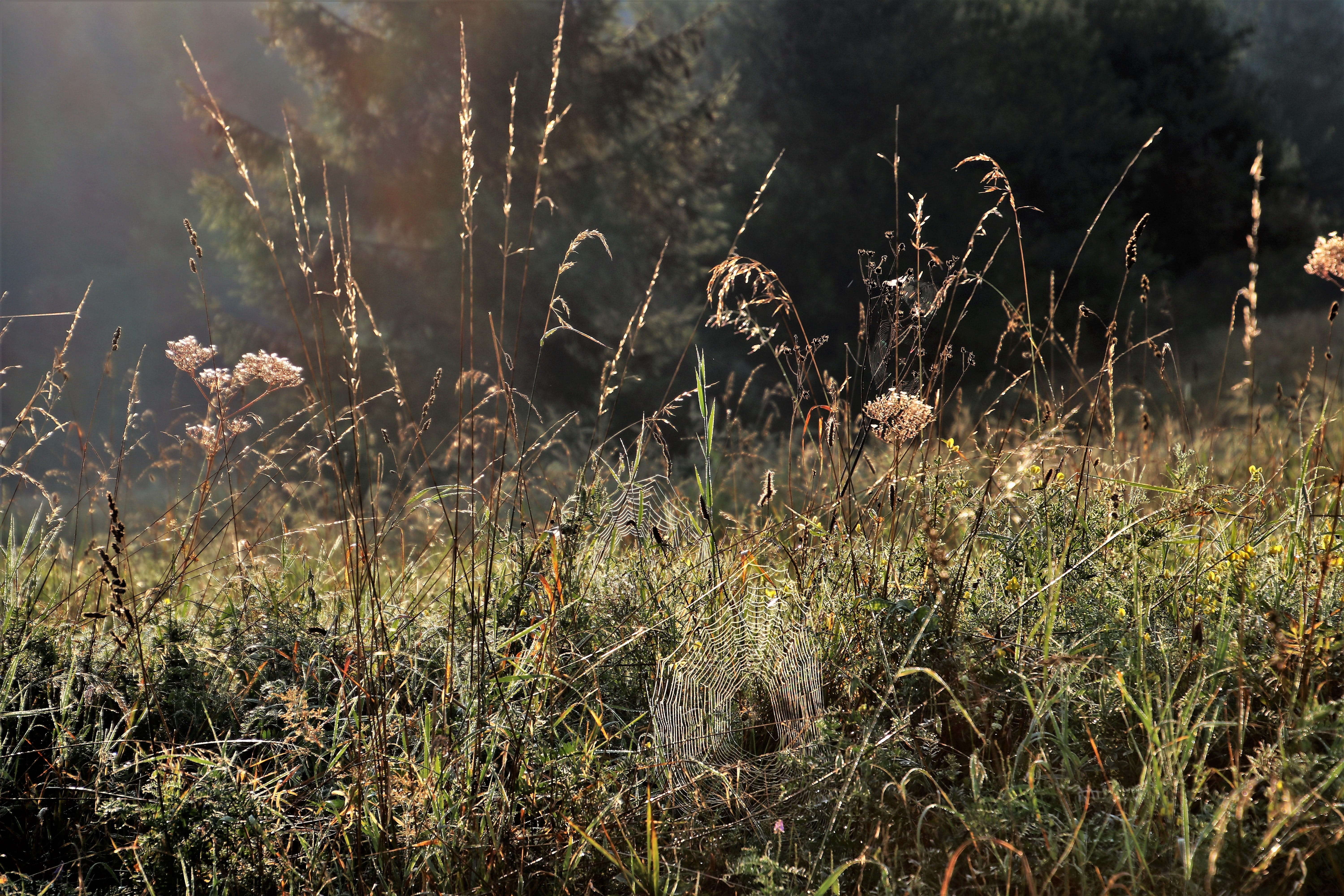 mood, outdoors, sunlight, village, grass, field, whim, hdr, the background, background, 5K, in the morning, tall grass, tranquility, tranquil scene, prado, HD Wallpaper