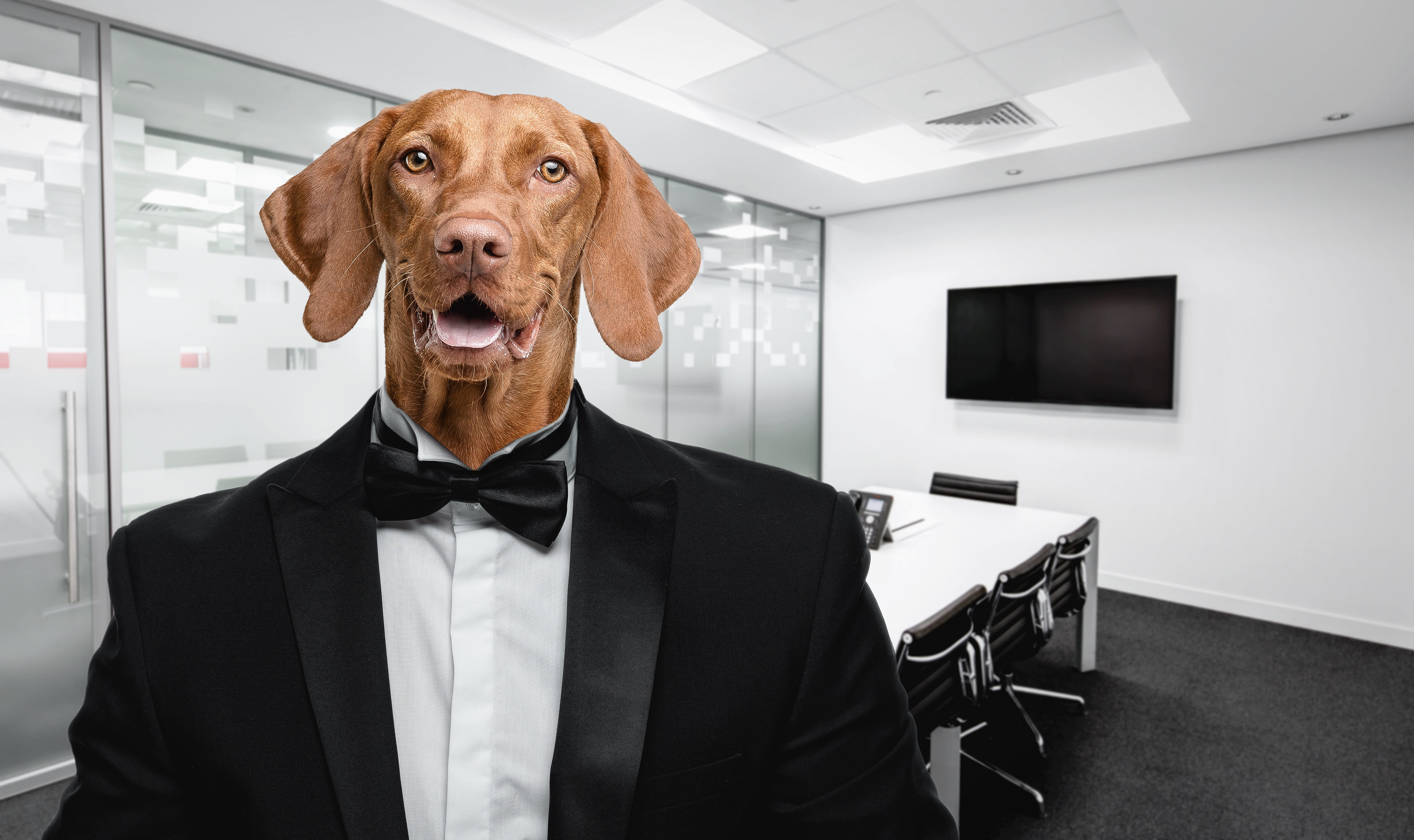 business, portrait, vizsla, pets, formal businesswear, front view, one animal, suit, indoors, session, dog, one person, pet, men, human, career, looking at camera, HD Wallpaper