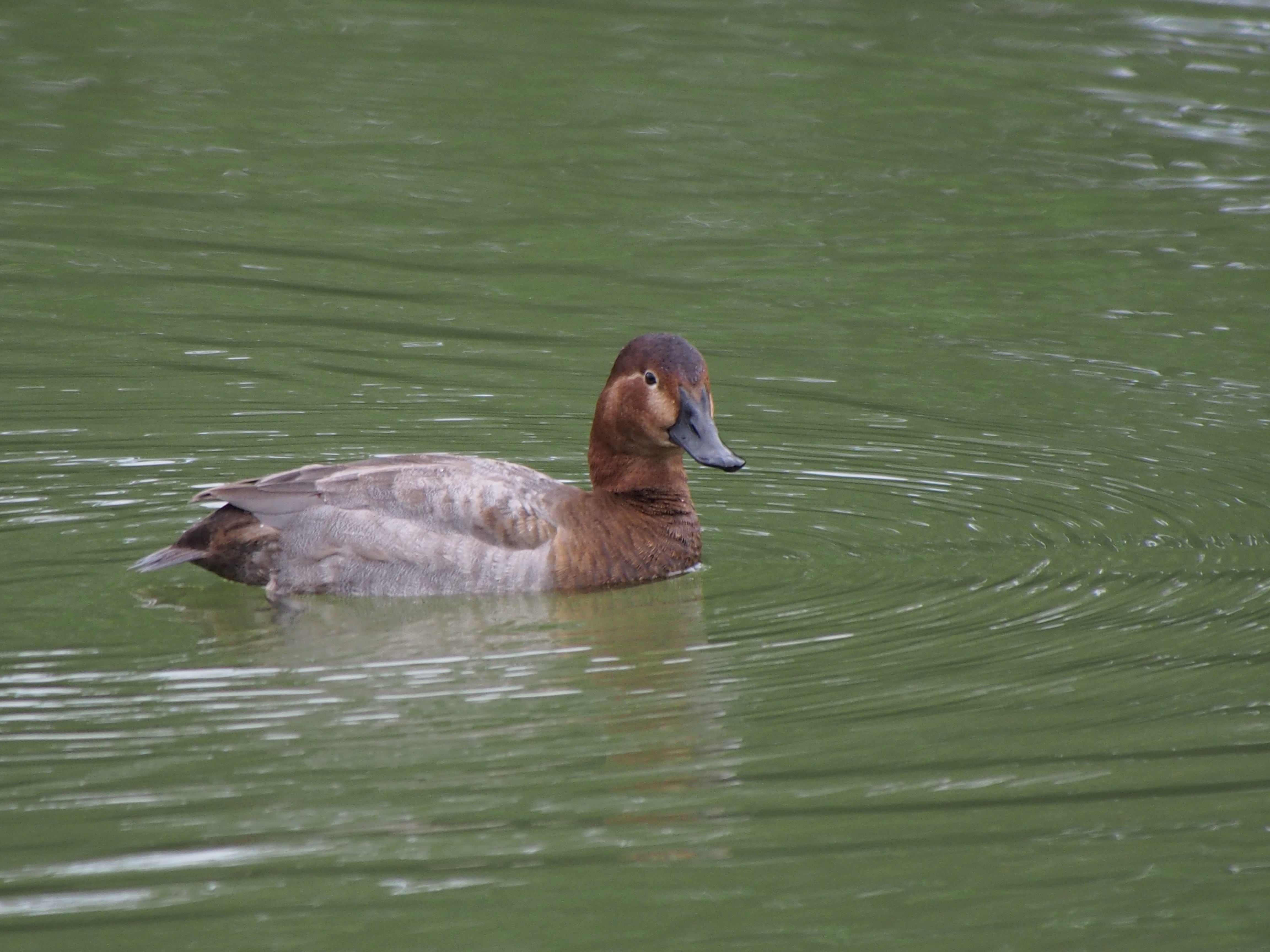 beauty in nature, poultry, animals in the wild, animal themes, water, animal wildlife, red-headed duck, no people, day, water bird, common pochard, waterfront, HD Wallpaper