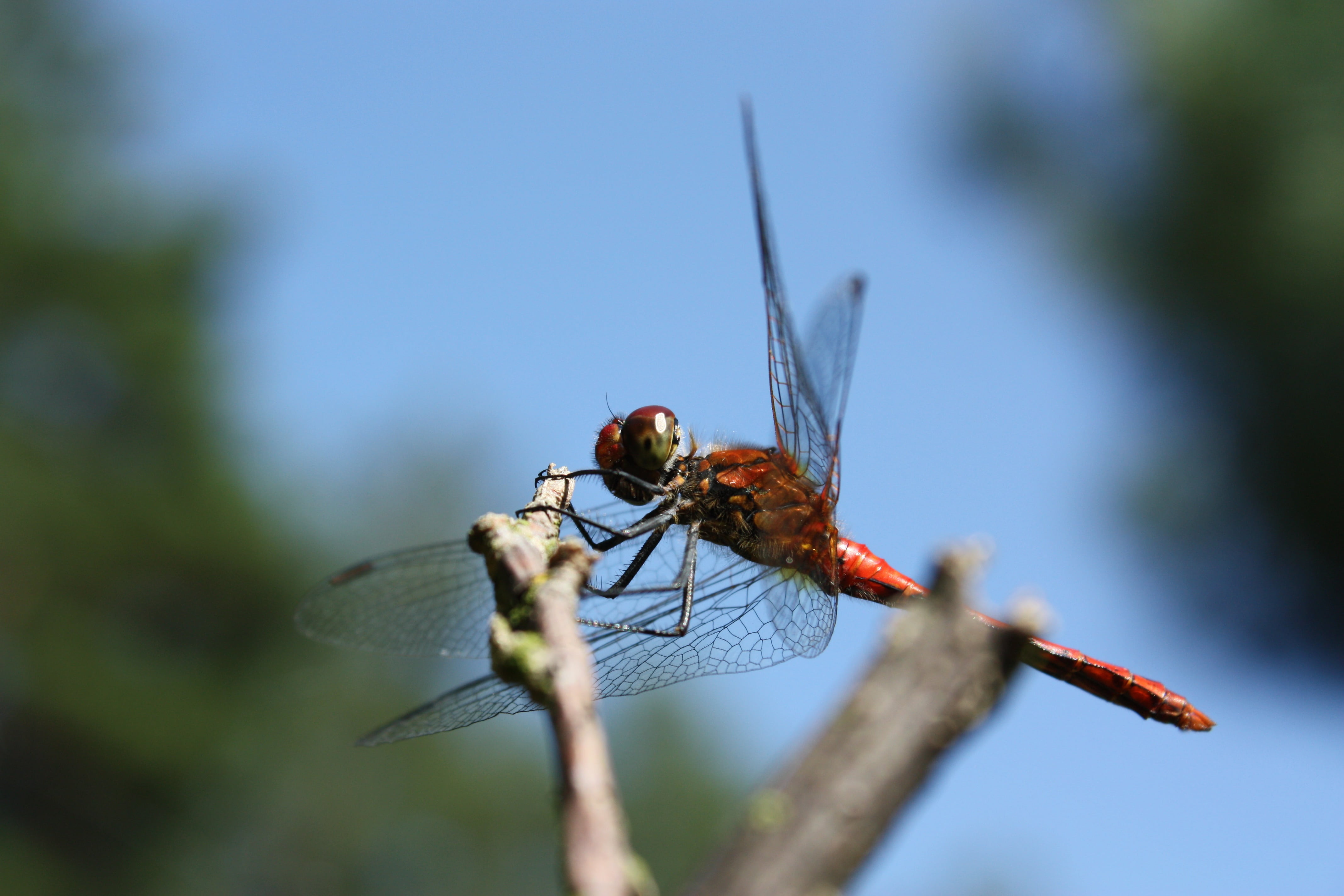 nature, przyoczka, animal wing, dragonfly, macro, molt, trunk, antennae, blue, żuwaczka, common pałatka, insect, wings, animal, garden, closeup, abdomen, HD Wallpaper