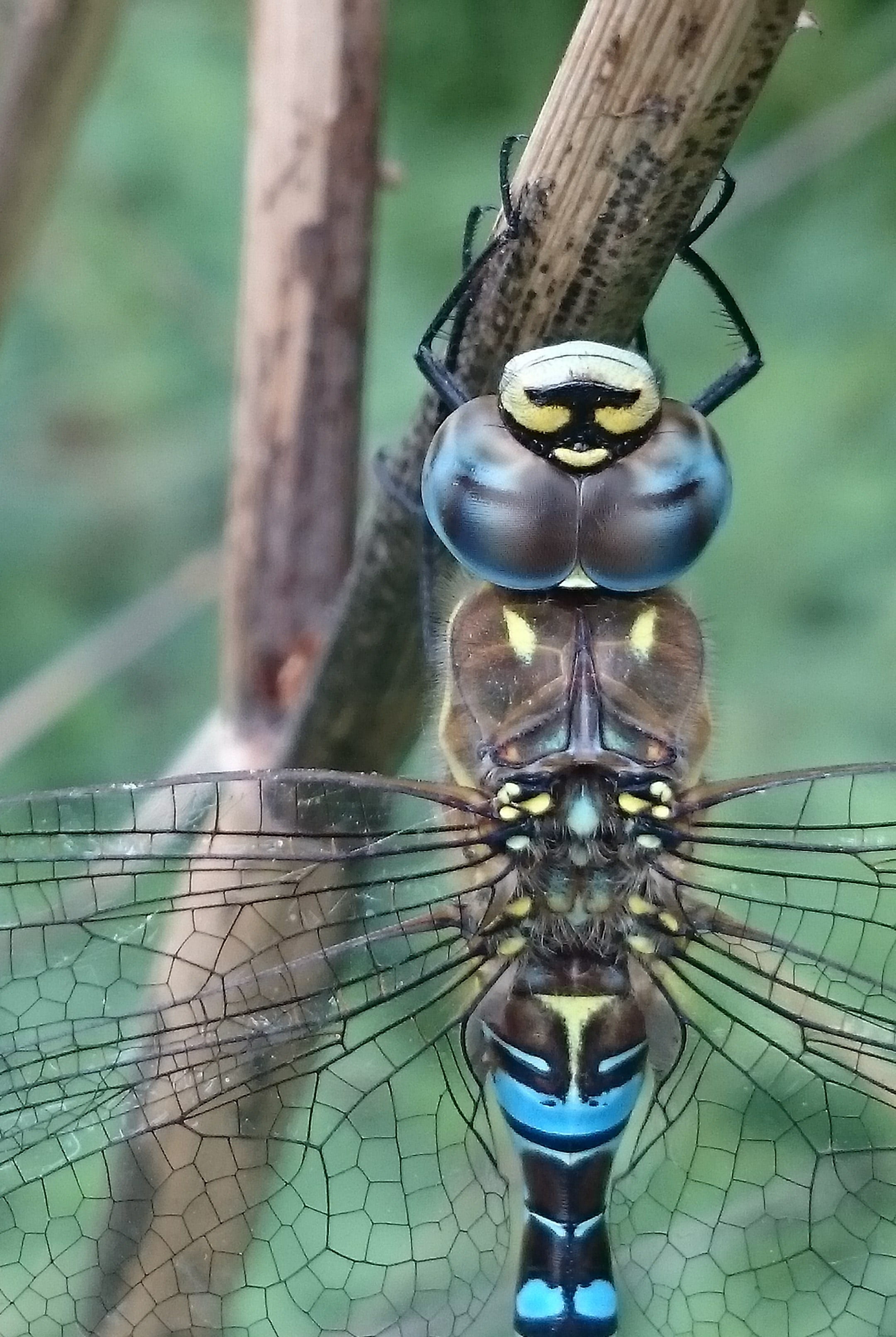 animal wildlife, no people, tree, Migrant Hawker Dragonfly, migrant, wildlife, zoology, animals in the wild, animal, outdoors, animal eye, hawker, day, Phone HD Wallpaper