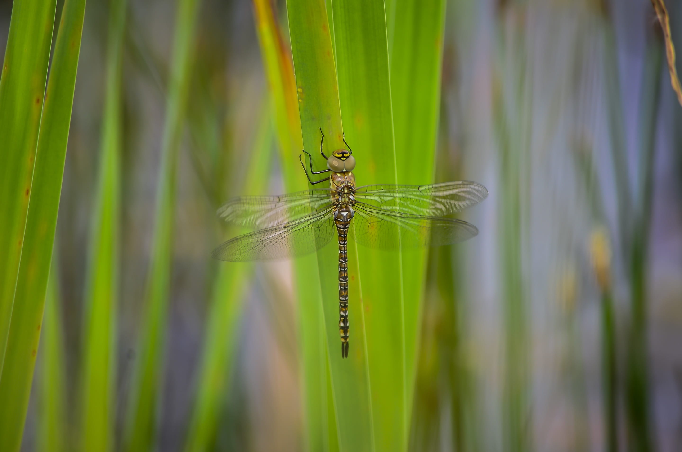 2K, beauty in nature, growth, day, no people, odonata, one animal, blade of grass, selective focus, nature, hawker, close-up, animal wing, green color, HD Wallpaper