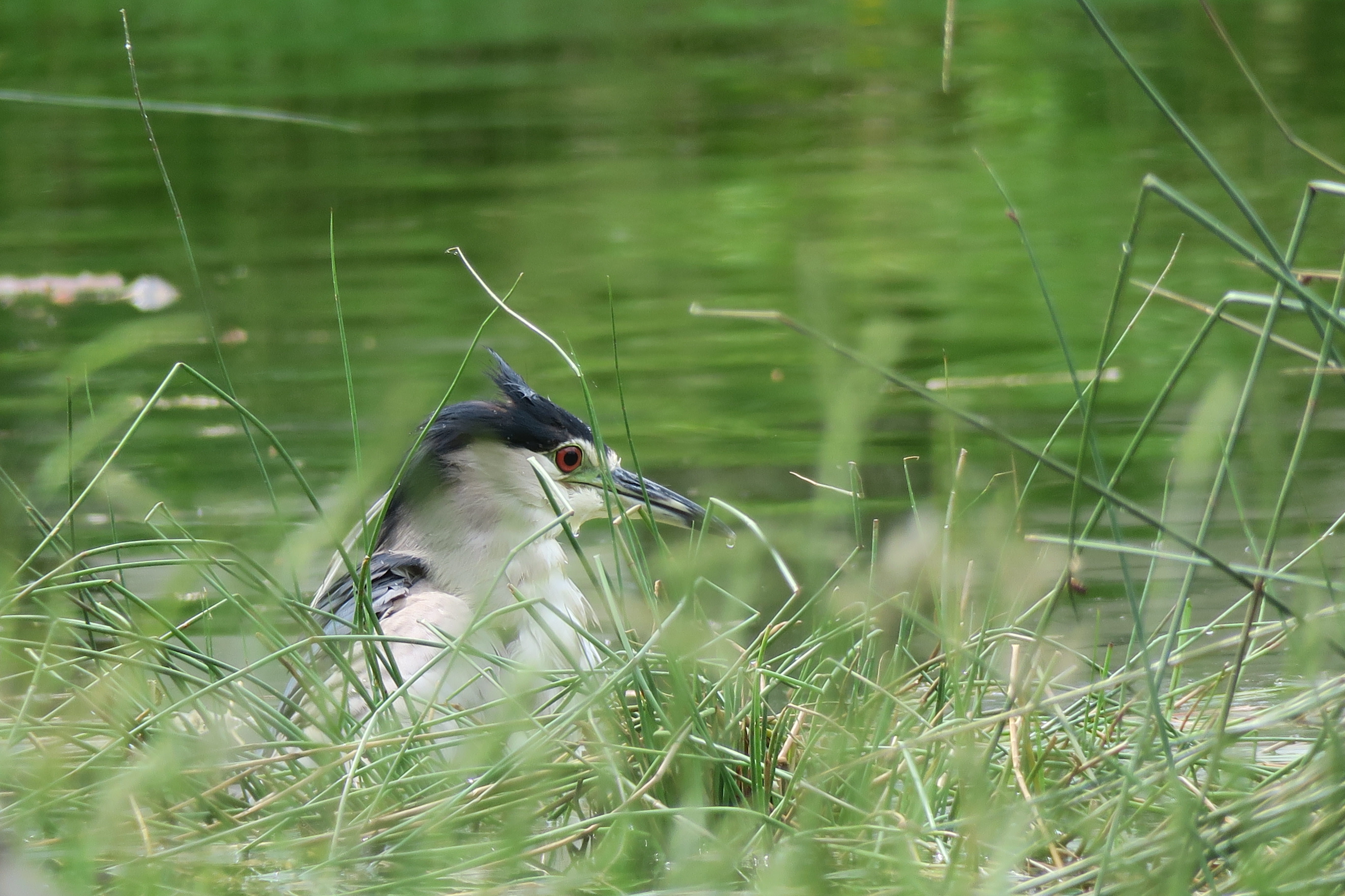 water, no people, feather, birds, grass, animals in the wild, animal wildlife, outdoor, day, plant, eye, wild, profile, one animal, perching, heron, natural, HD Wallpaper