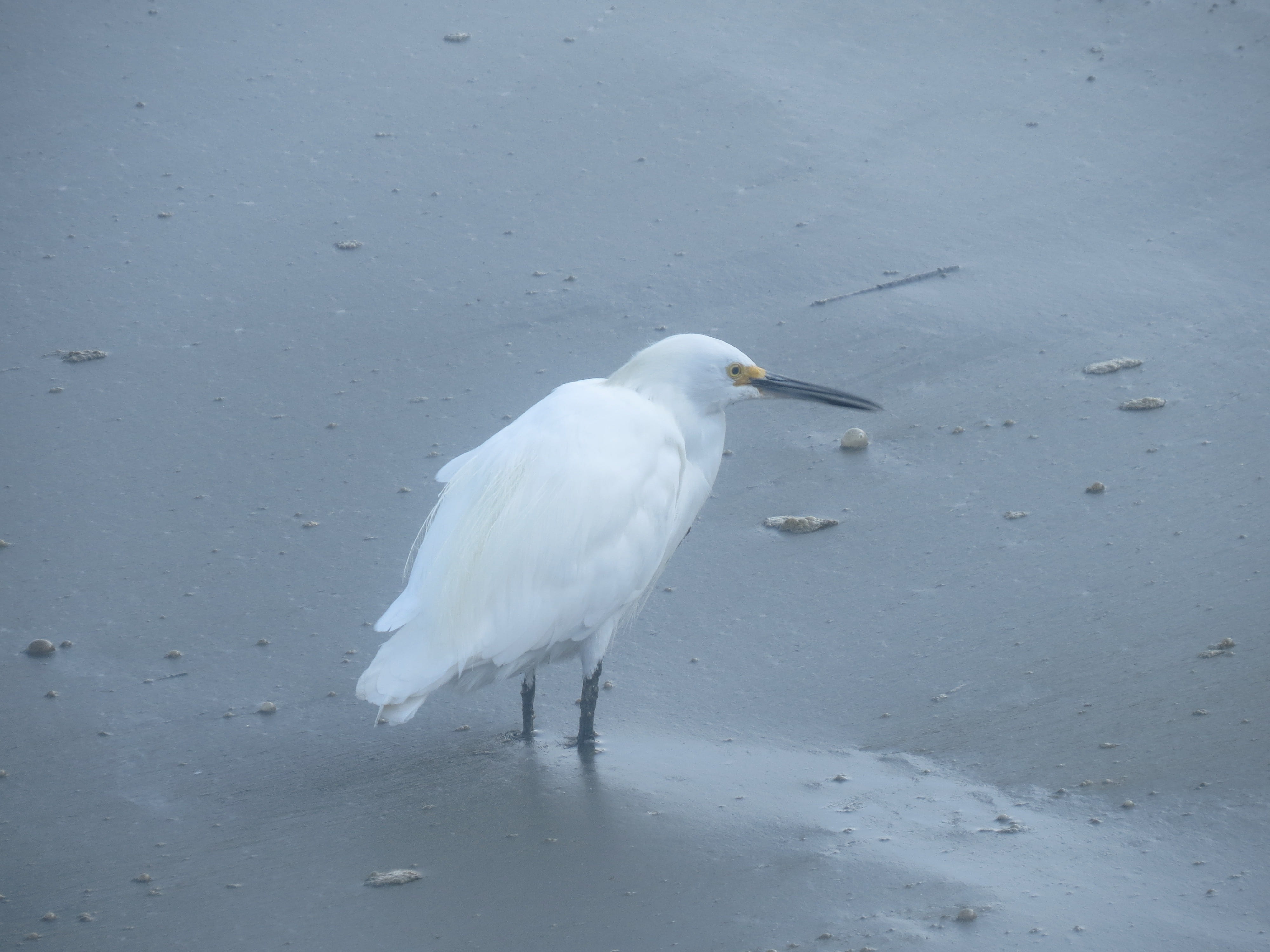 beach, migrant, animal themes, songbird, eco, zoology, water, lake, ornithology, high angle view, animal, white color, wading, biology, outdoor, 4K, no people, HD Wallpaper