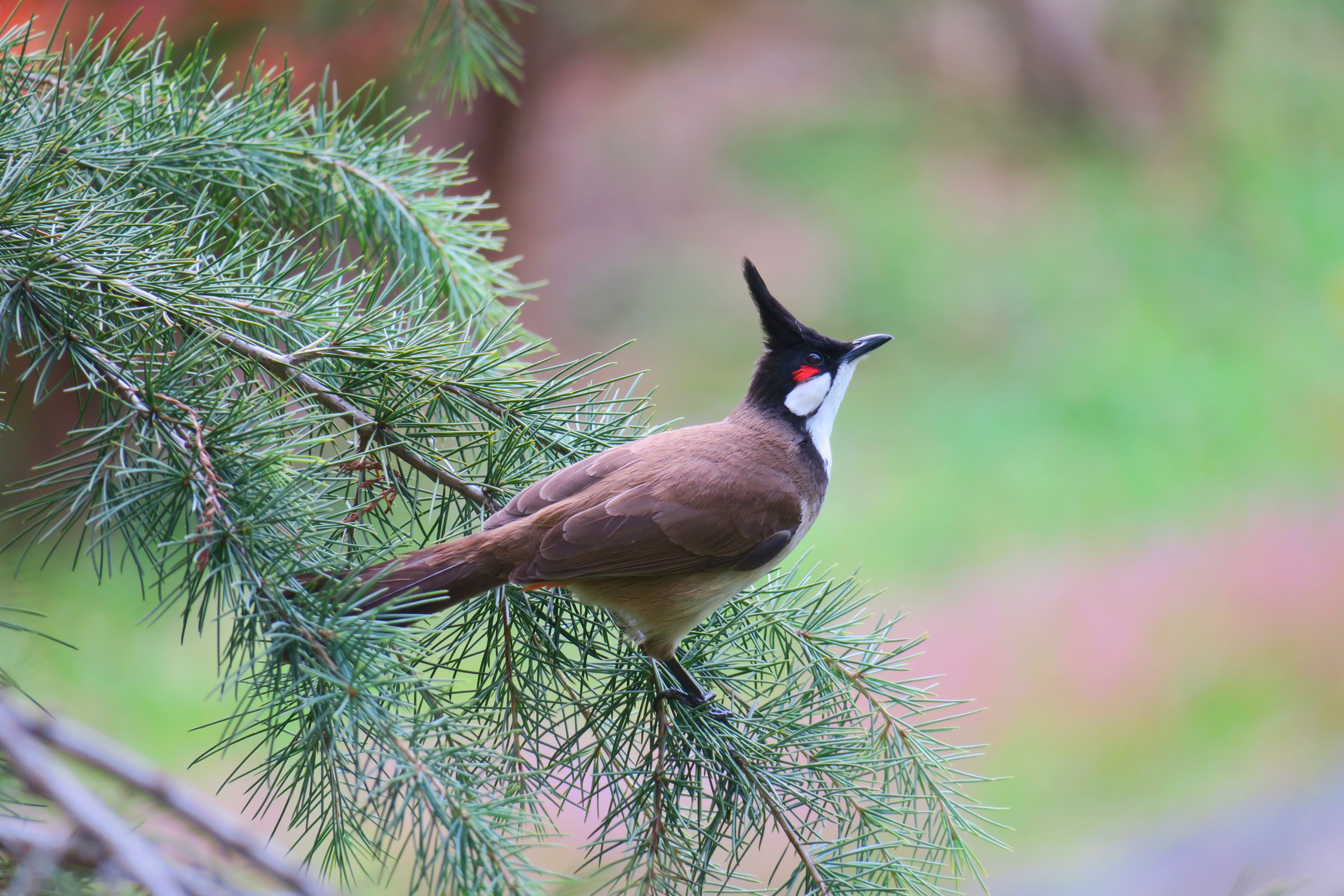 growth, black, no people, wildlife, green color, close-up, coniferous tree, beak, plant, day, 5K, bird, tree, profile, nature, beautiful, perching, eye, HD Wallpaper