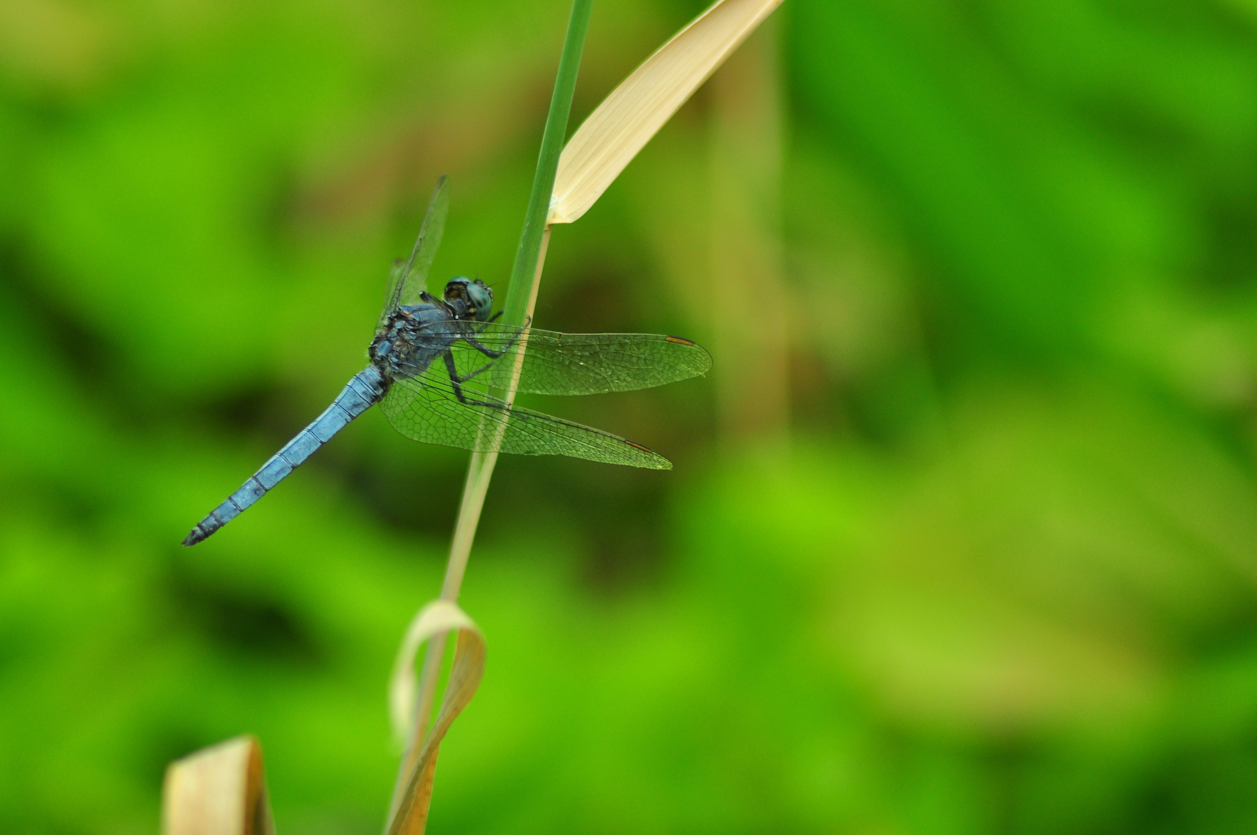 animals in the wild, animal wildlife, leaf, green color, one animal, no people, antennae, animal, growth, damselfly, day, plant, nature, outdoors, macro, HD Wallpaper
