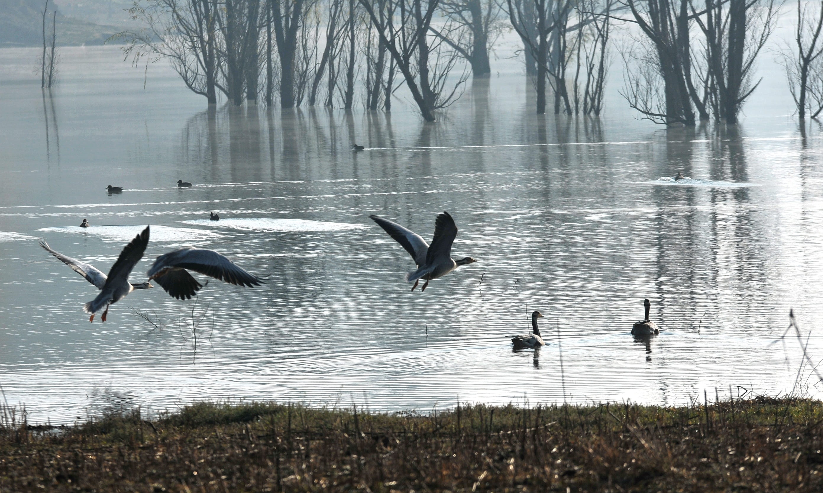 animal, animals in the wild, beauty in nature, no people, animal wildlife, flock of birds, group of animals, migrant, bare tree, spread wings, water, silhouette, HD Wallpaper
