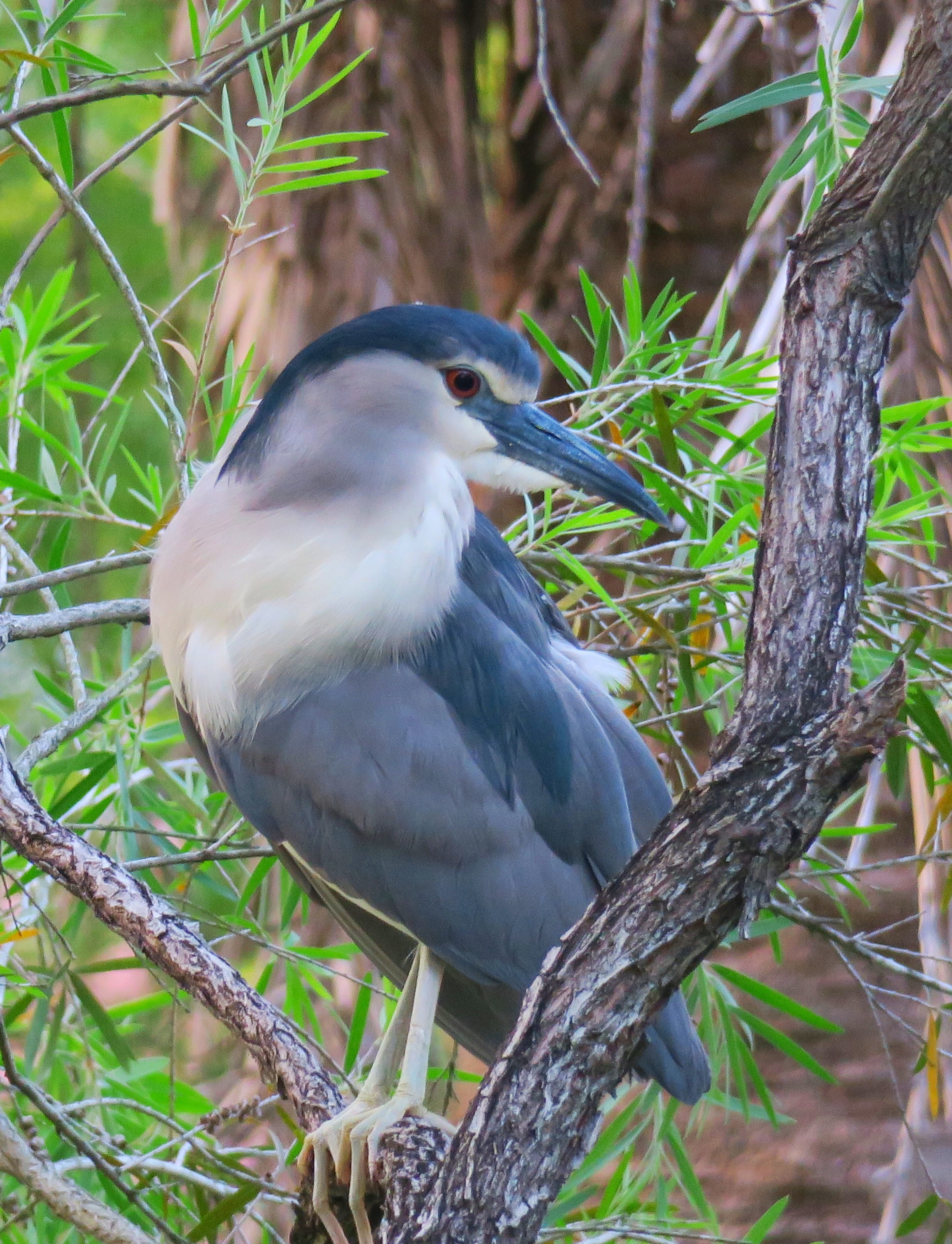 the beak, night heron, perching, close-up, focus on foreground, trunk, birds, one animal, natural, beak, beautiful, tree trunk, land, animal themes, wings, Phone HD Wallpaper