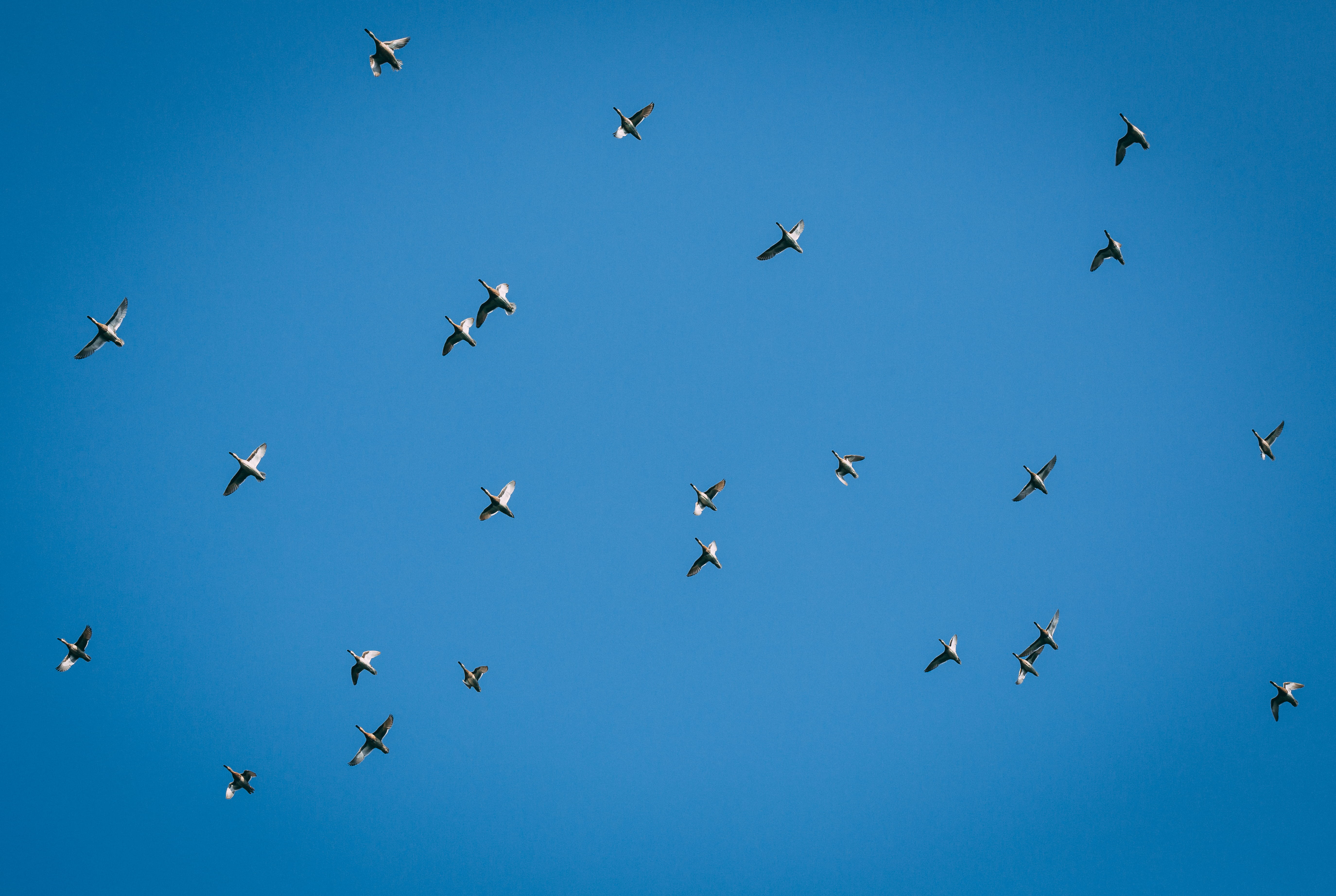 animal, sunny, mid-air, flight, community, group, birds, no people, vertebrate, group of animals, blue, animal themes, blue sky, kerala, flock, clear sky, HD Wallpaper