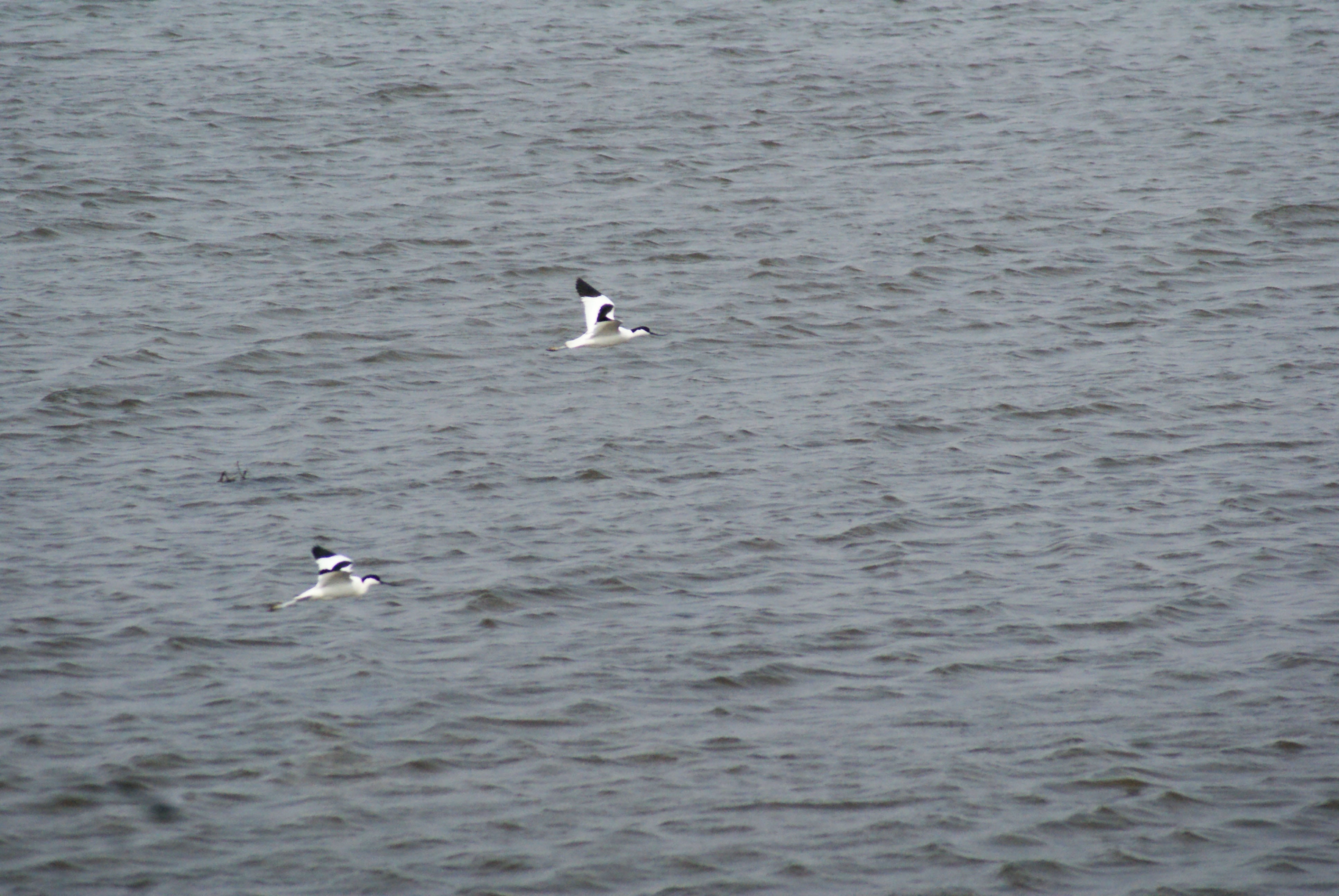 water, flying, animals in the wild, animal wildlife, bird, seagull, animal, animal themes, no people, beauty in nature, waterfront, spread wings, day, migrant, HD Wallpaper