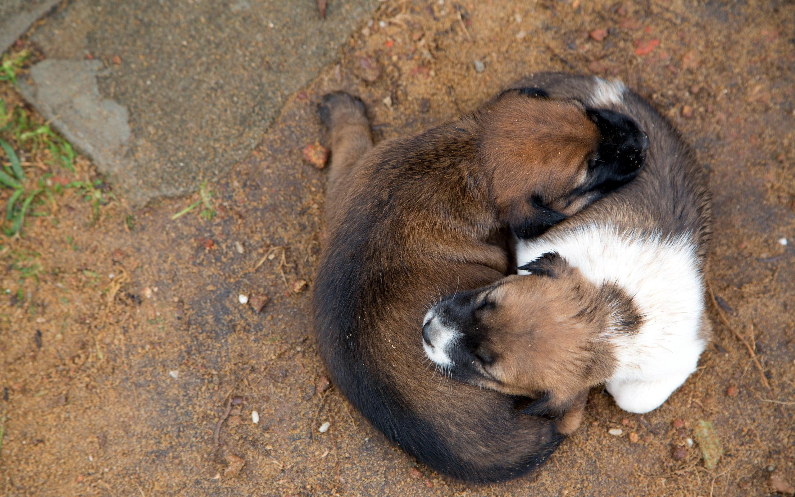 puppies, cute, pillow, 2K, mutual, HD Wallpaper