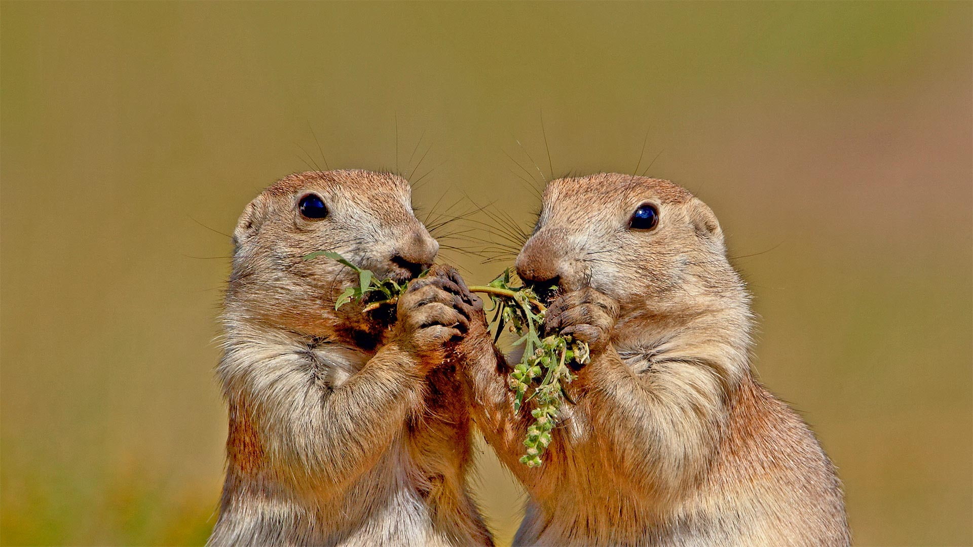 focus on foreground, one animal, mutual, theme, feeding, close-up, chipmunk, food, hungry, bing, eating, food and drink, holding, nature, mammal, rodent, HD Wallpaper
