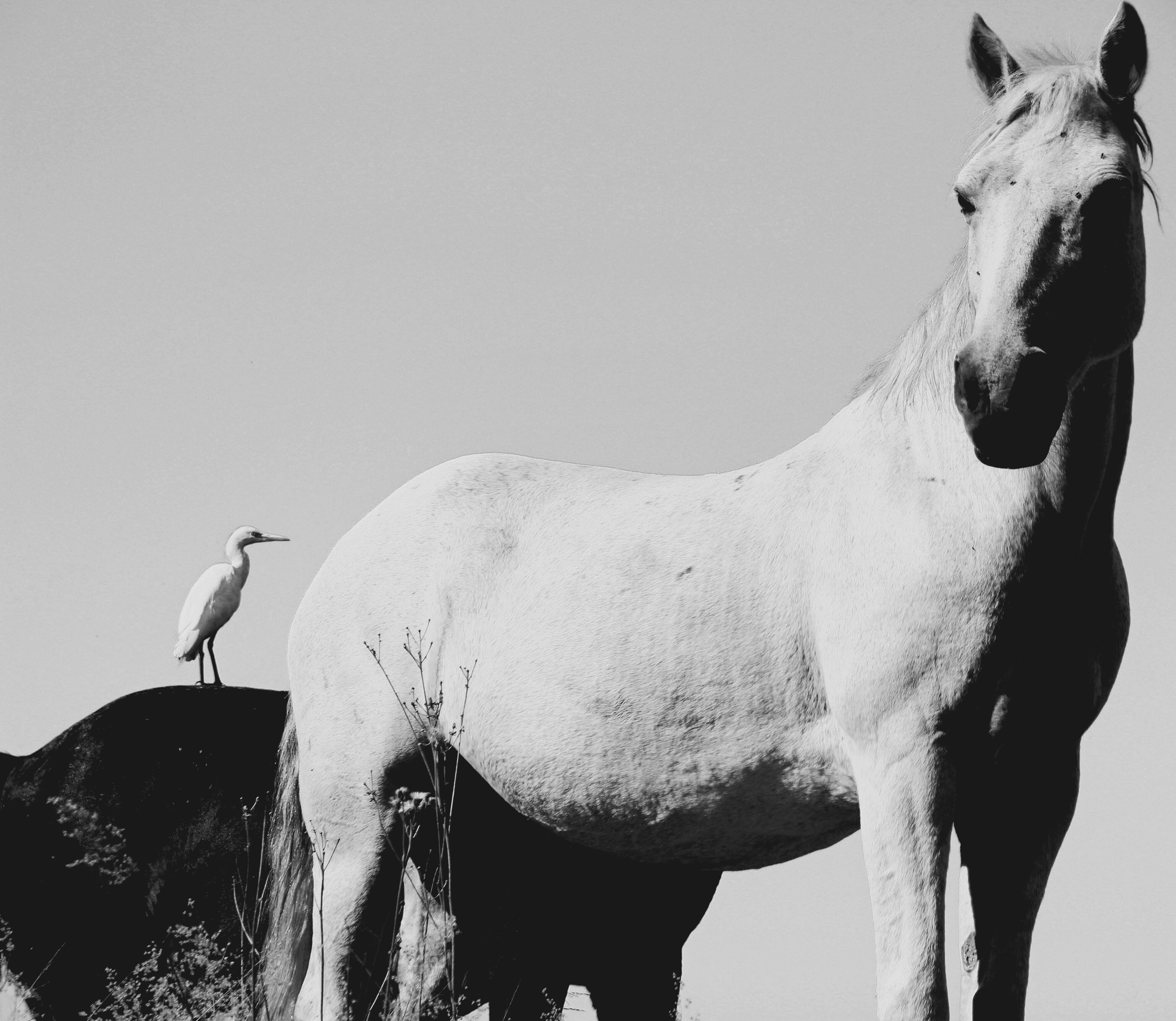 horse, sky, domestic animals, two animals, 4K, no people, horses, nature, animal, boardwalk heights, lost, animal themes, domestic, mutual, wondering, HD Wallpaper