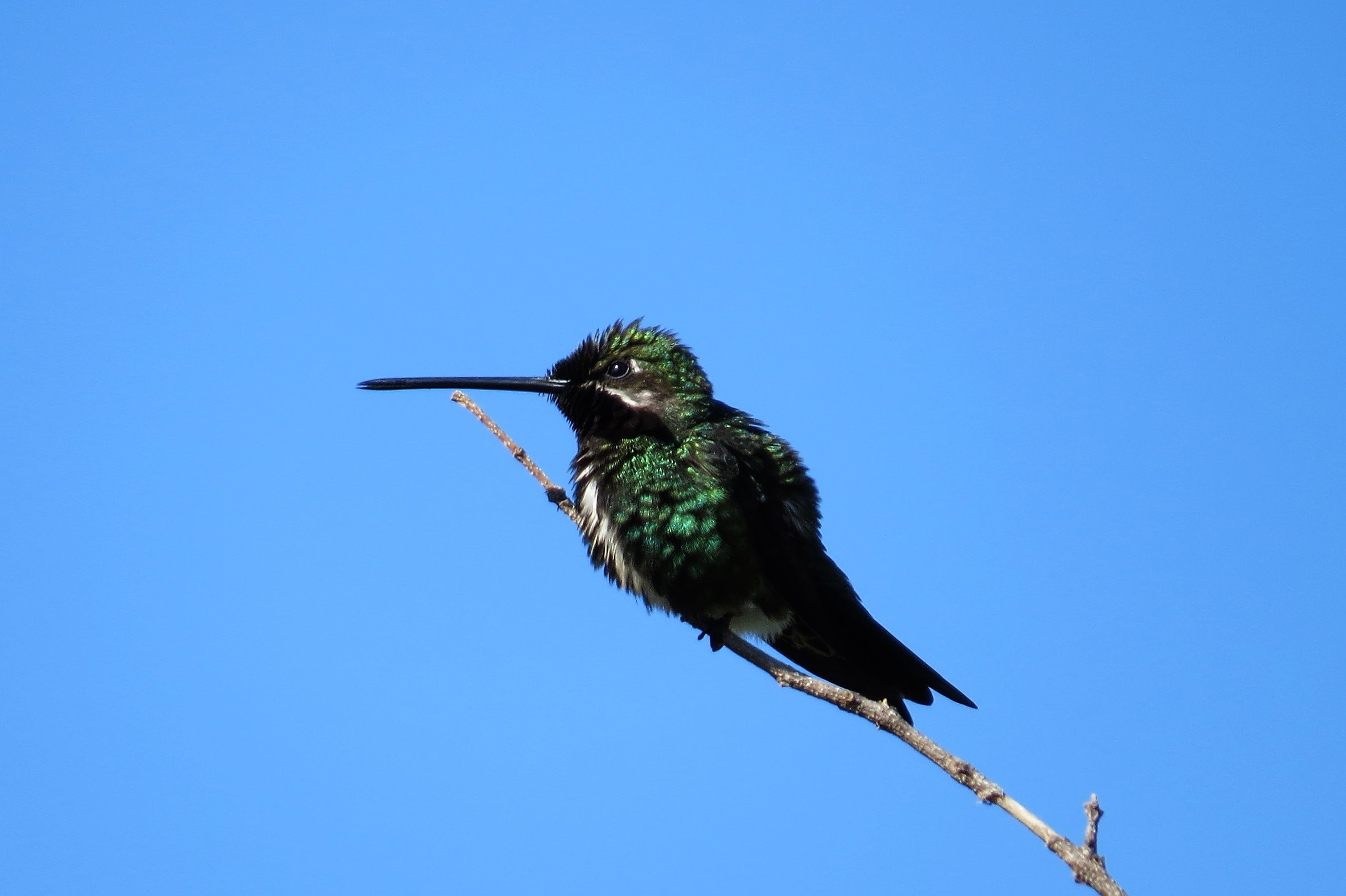 day, heliomastersquamosus, beijaflor, 2K, animals in the wild, hummingbird, birdie, copy space, animal themes, beak, full length, outdoors, animal, animal wildlife, HD Wallpaper