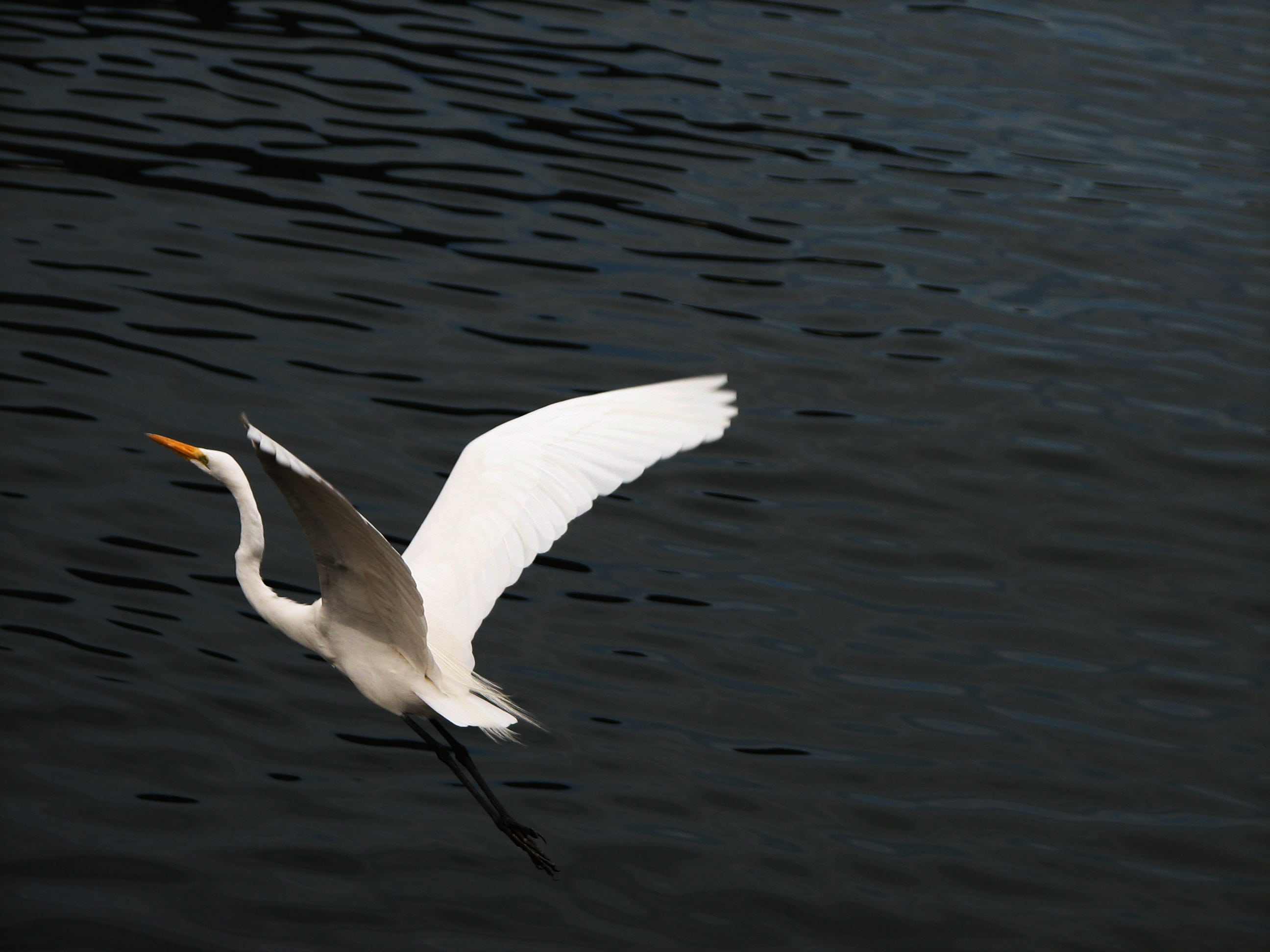 egret, water, lake, seagull, environment, waterfront, white, animals, animal, ecology, nature, encyclopedia, 2K, water bird, animal themes, one animal, HD Wallpaper