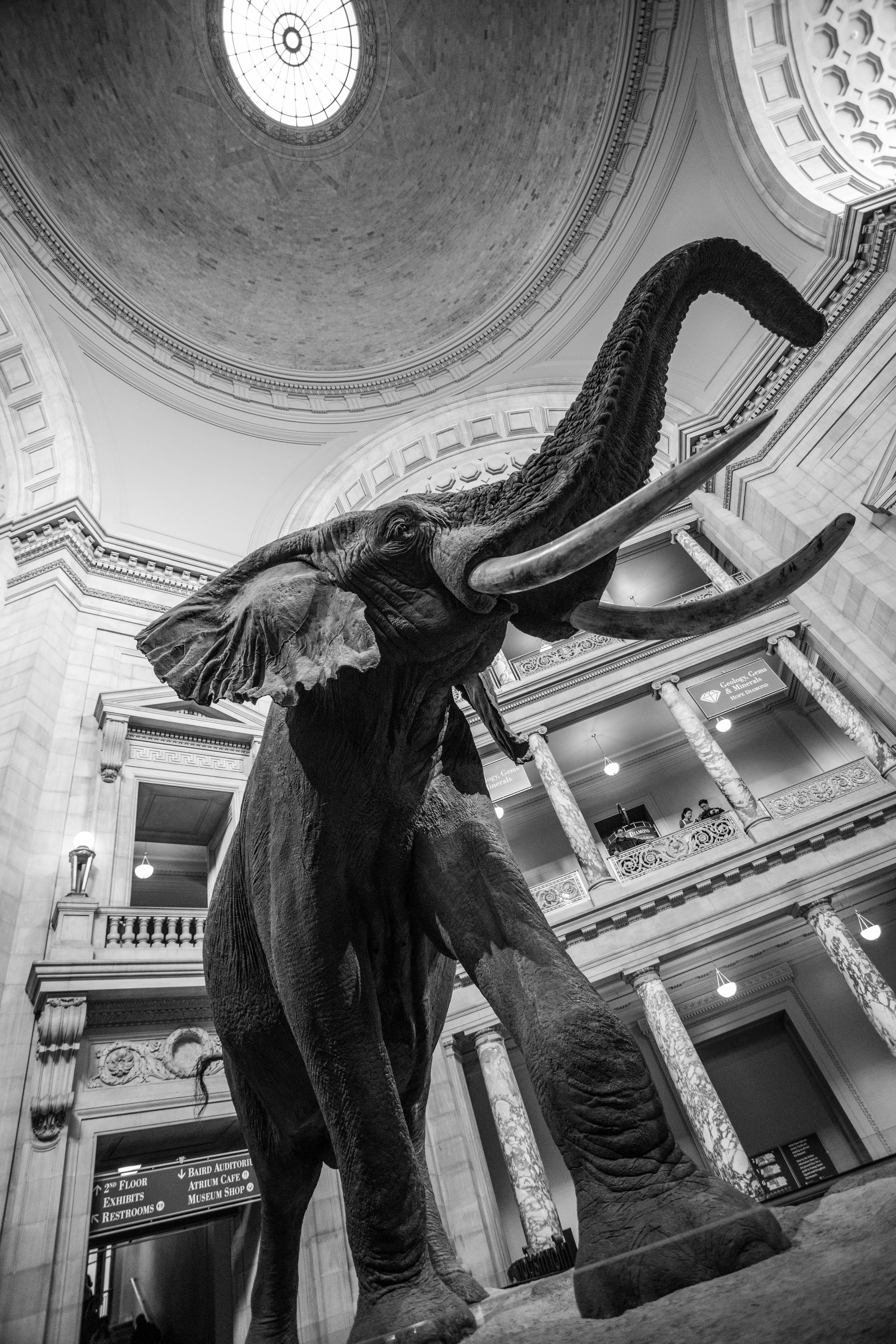 mammal, tusk, craft, representation, large, creativity, ear, one animal, washington dc, black and white, trunk, built structure, animal themes, history, Phone HD Wallpaper