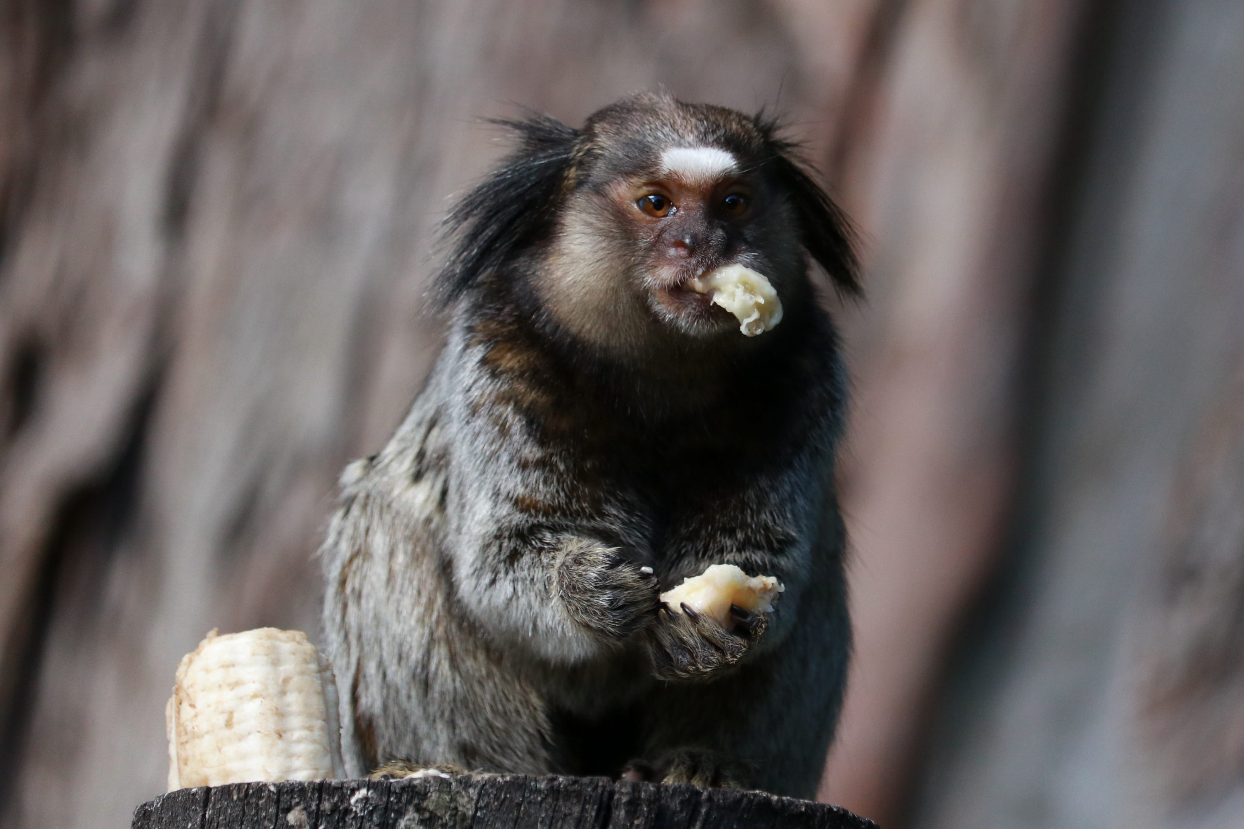 brasilia, tree, hungry, black, mouth open, food and drink, portrait, encyclopedia, eating, primate, day, monkey, animals in the wild, one animal, banana, HD Wallpaper