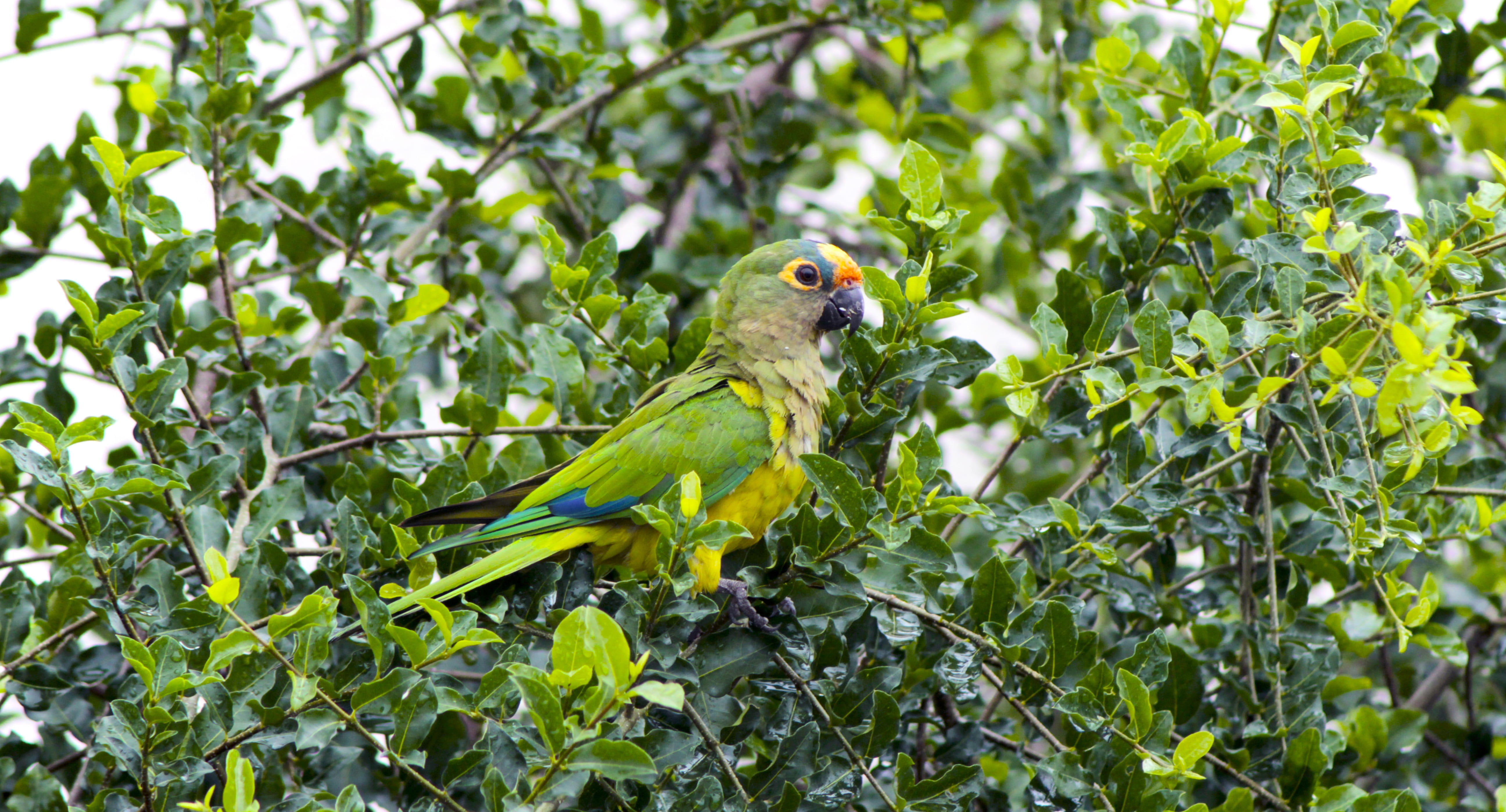 parrot, animals in the wild, no people, leaf, day, growth, encyclopedia, green color, tree, plant, animal themes, branch, animal wildlife, beauty in nature, HD Wallpaper
