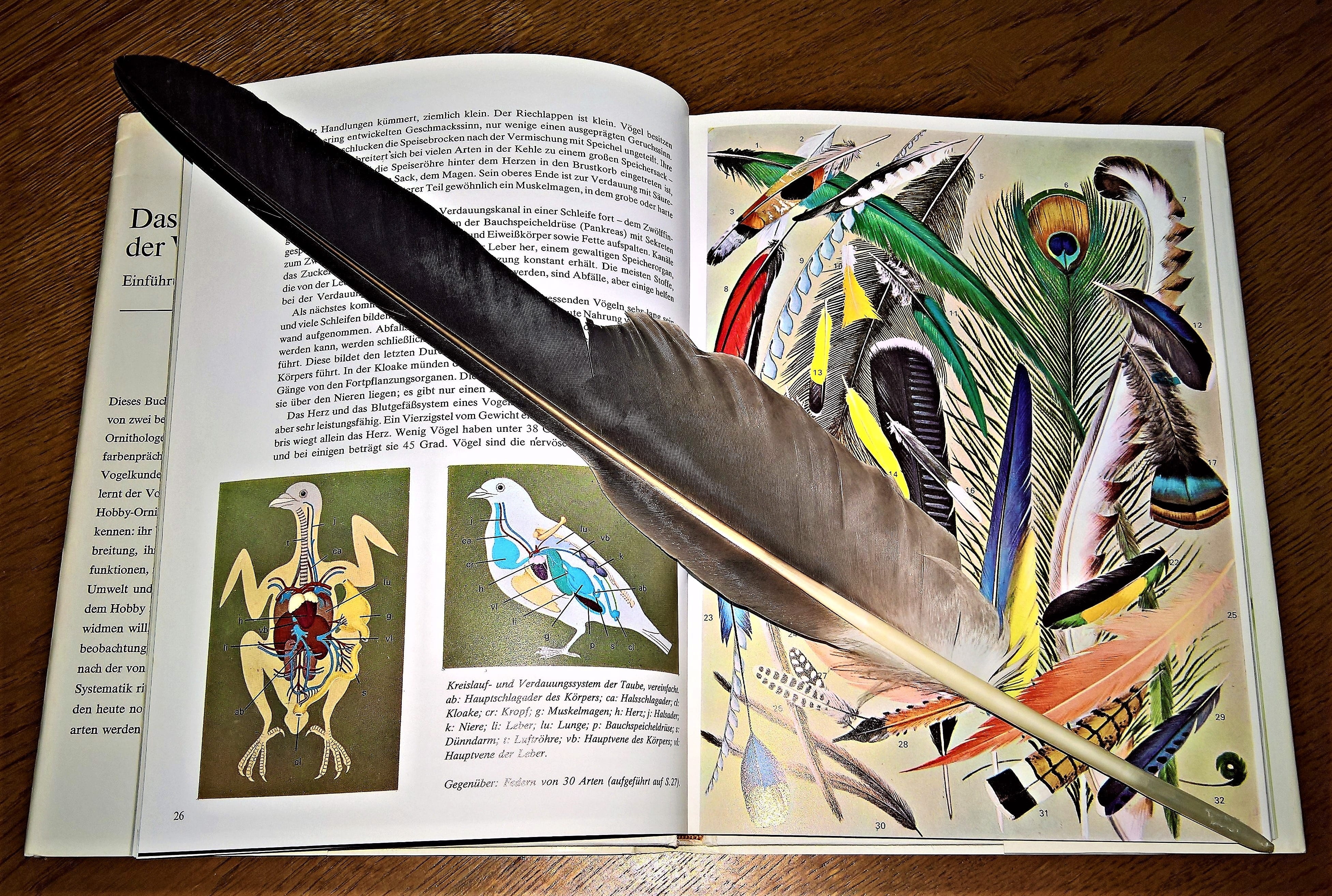 opened, indoors, high angle view, publication, pictures, paper, fachbuch, feather, know, image band, pitched, non-fiction, directly above, scissors, multi colored, HD Wallpaper