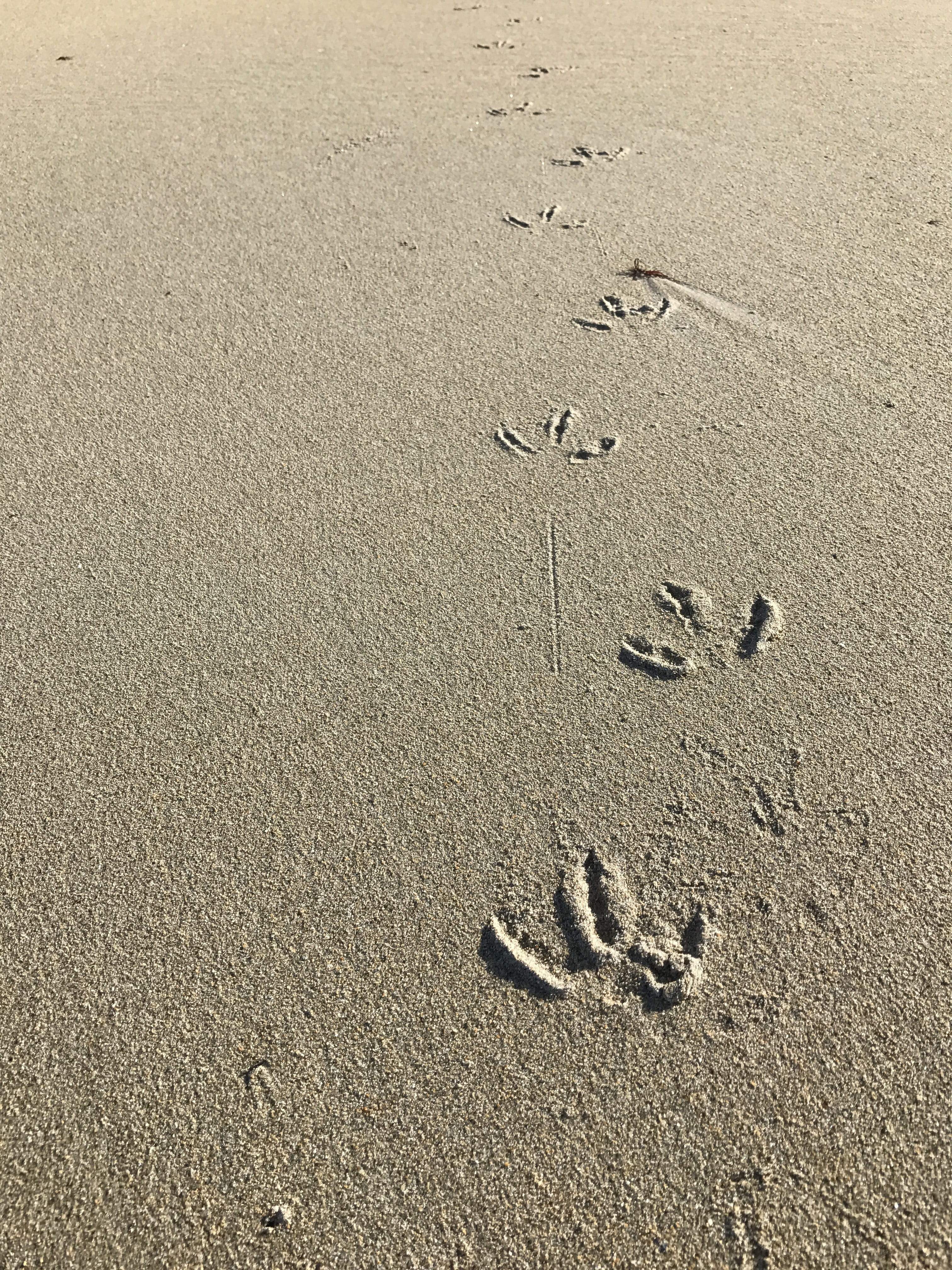 animal themes, summer, animal track, nature, holiday, backgrounds, high angle view, outdoors, beach, track - imprint, paw, texture, paw print, footprint, Phone HD Wallpaper