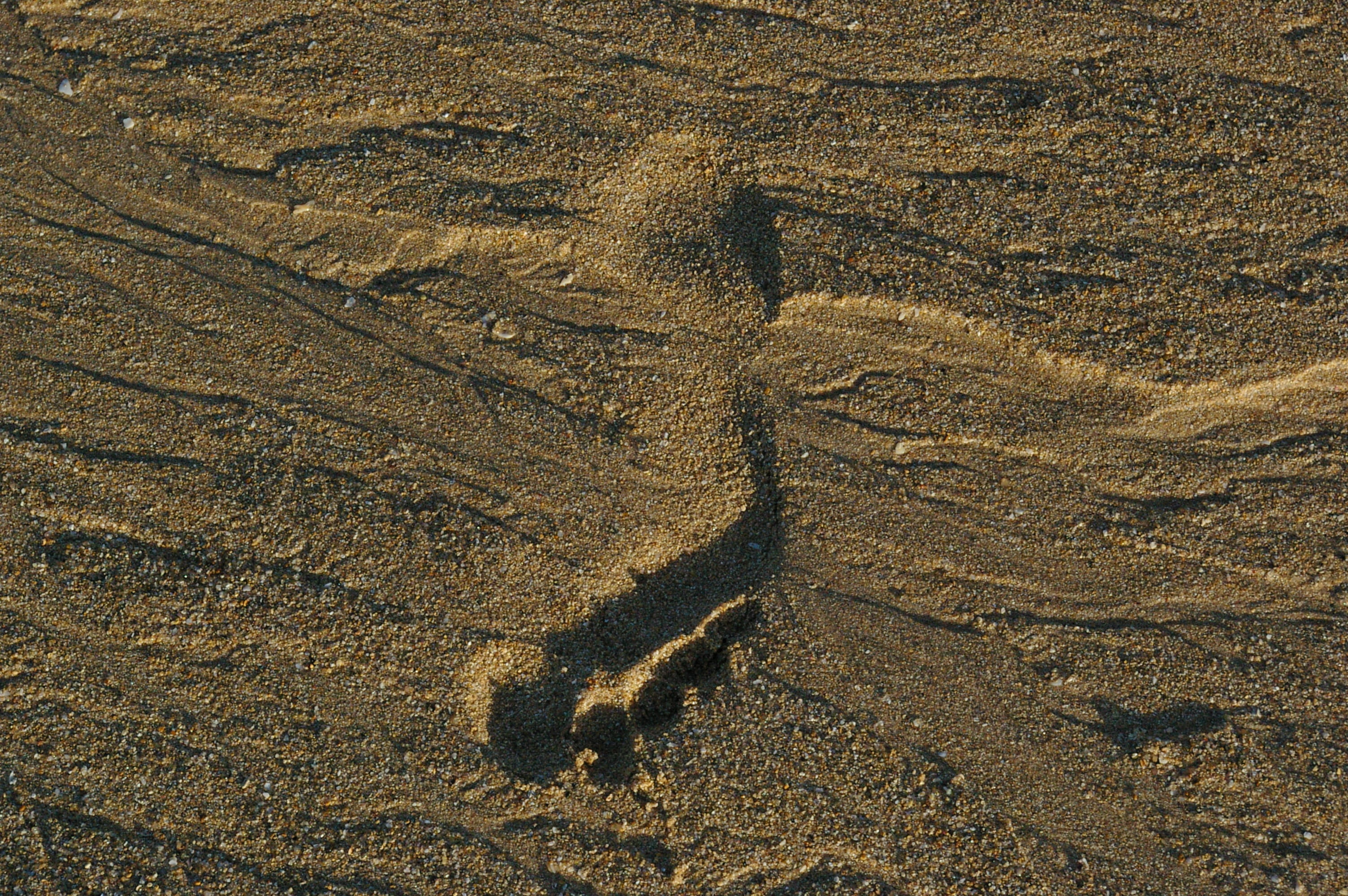 no people, textured, representation, animal representation, borrows, animal, day, track - Imprint, beach, high angle view, animal themes, pattern, land, HD Wallpaper