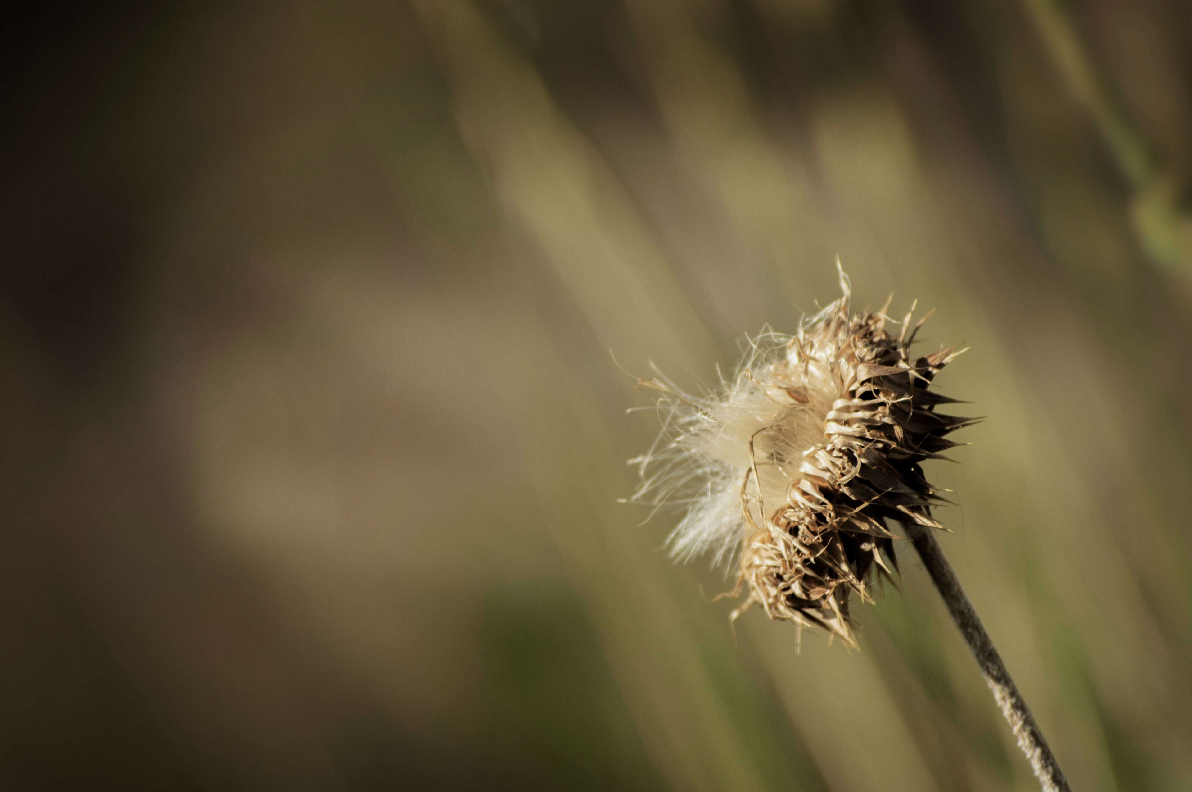 freshness, softness, gold, focus on foreground, tranquility, selective focus, fall vibes, old, background, fragility, fall flowers, flower, indian summer, HD Wallpaper