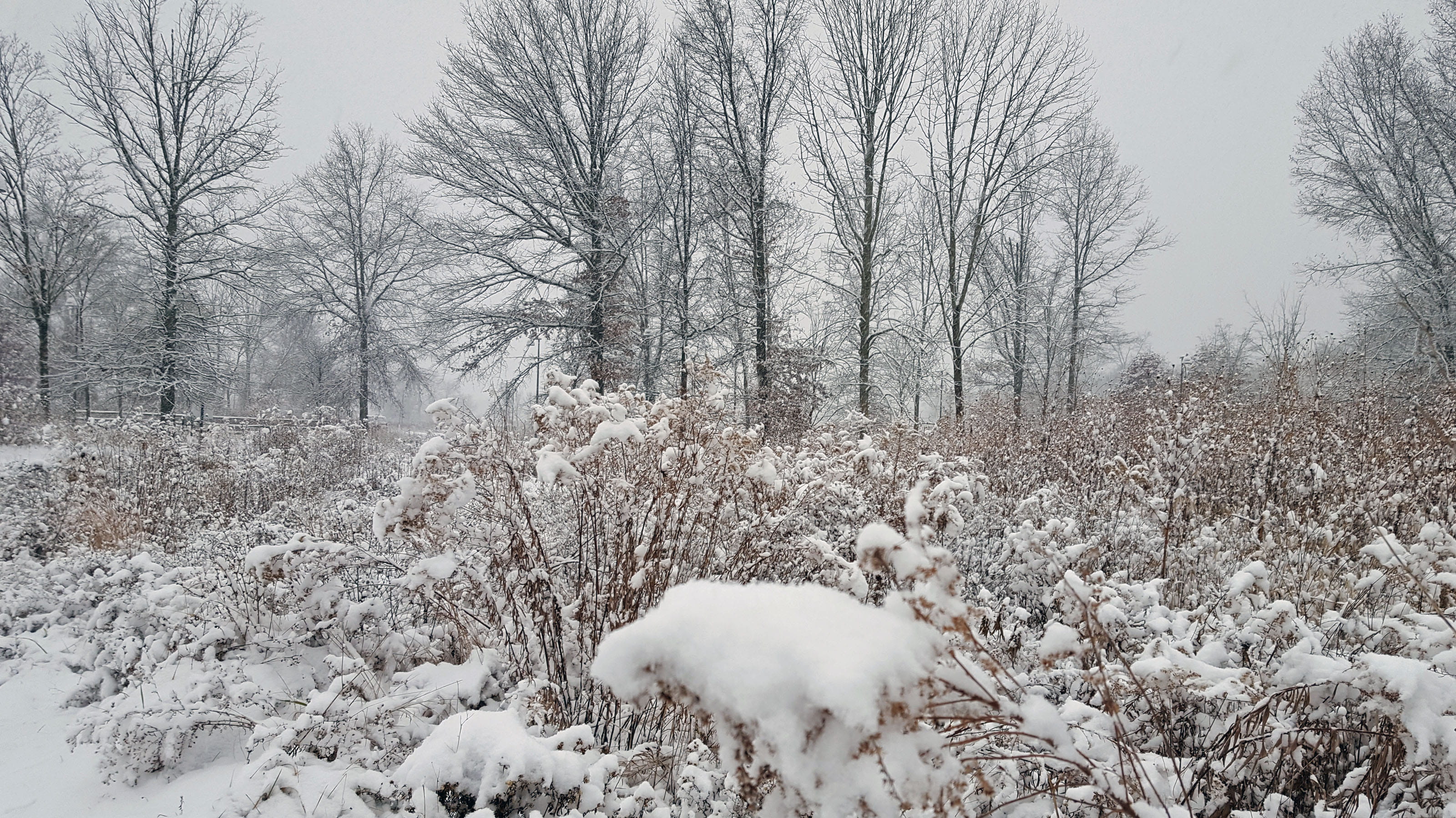 frozen, cold, land, sky, blizzard, environment, scenics - nature, no people, spent, beauty in nature, cosmos plant, tranquility, white color, tree, field, HD Wallpaper