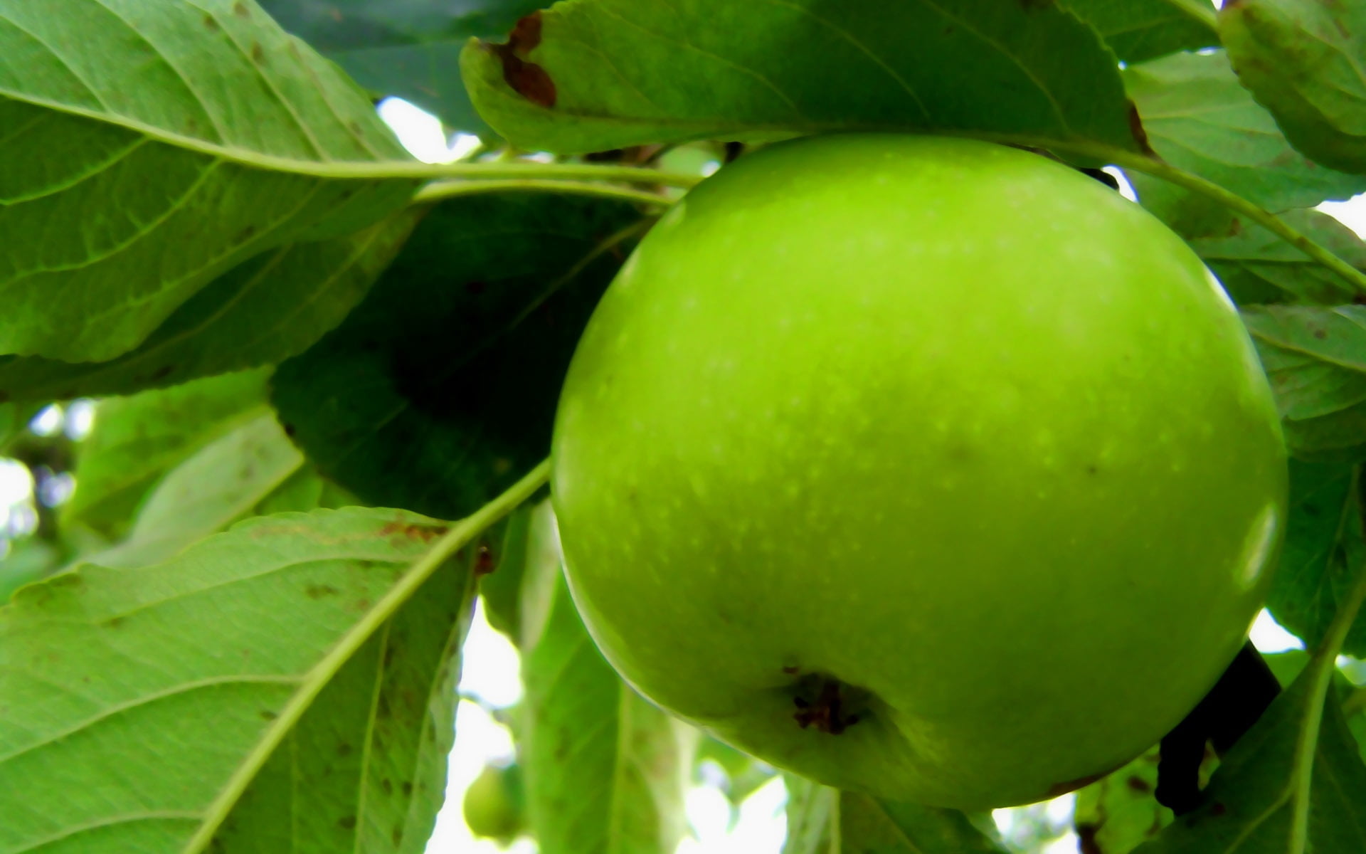 granny smith apple, 1080P, apple - fruit, apple, close-up, green color, growth, plant part, focus on foreground, wellbeing, branch, no people, outdoors, HD Wallpaper