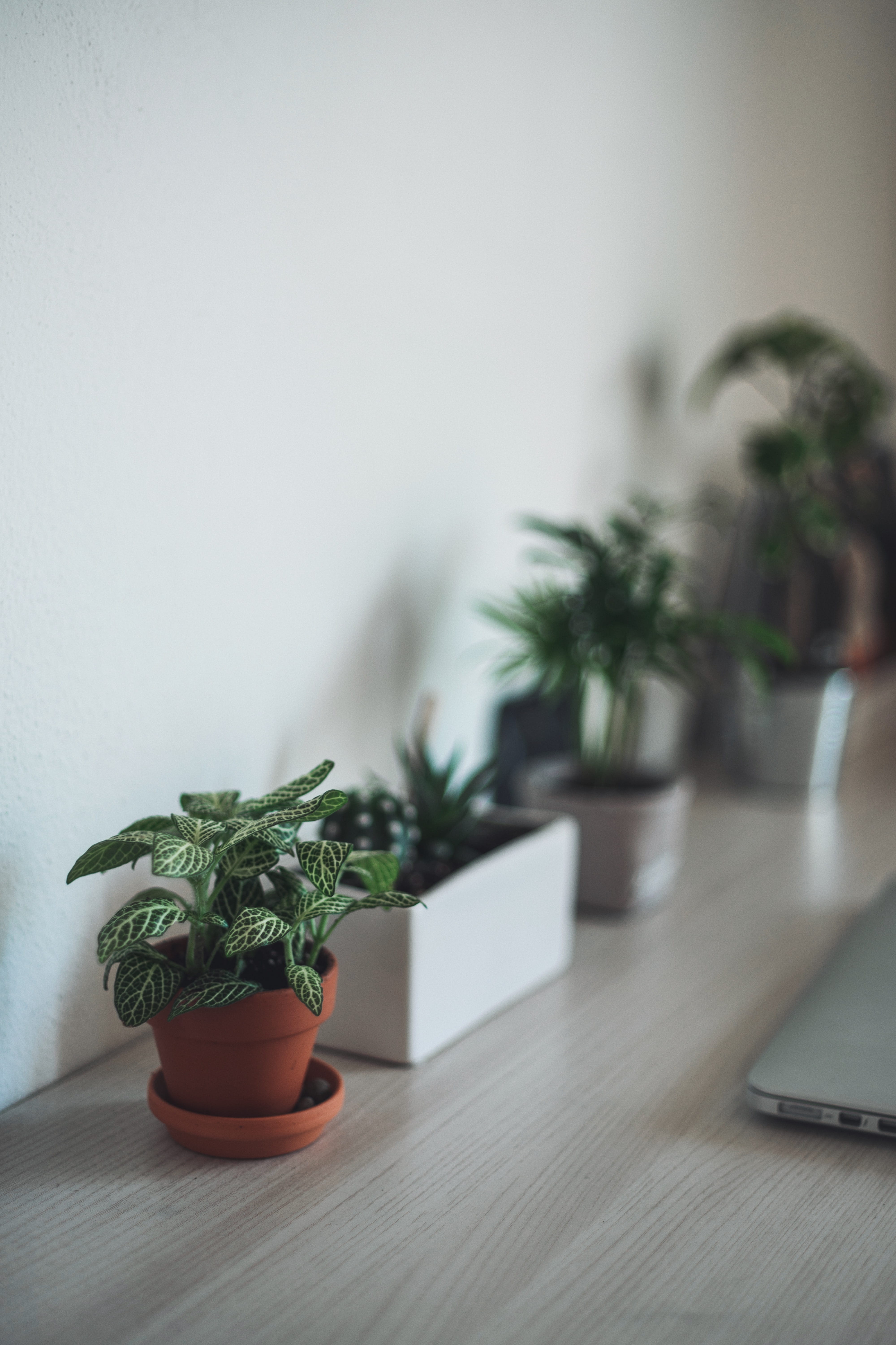 vase, desktop, surface, selective focus, brown, business, modern, green, 5K, focus on foreground, houseplant, flower Pot, grey, day, green leaf, wood - material, Phone HD Wallpaper