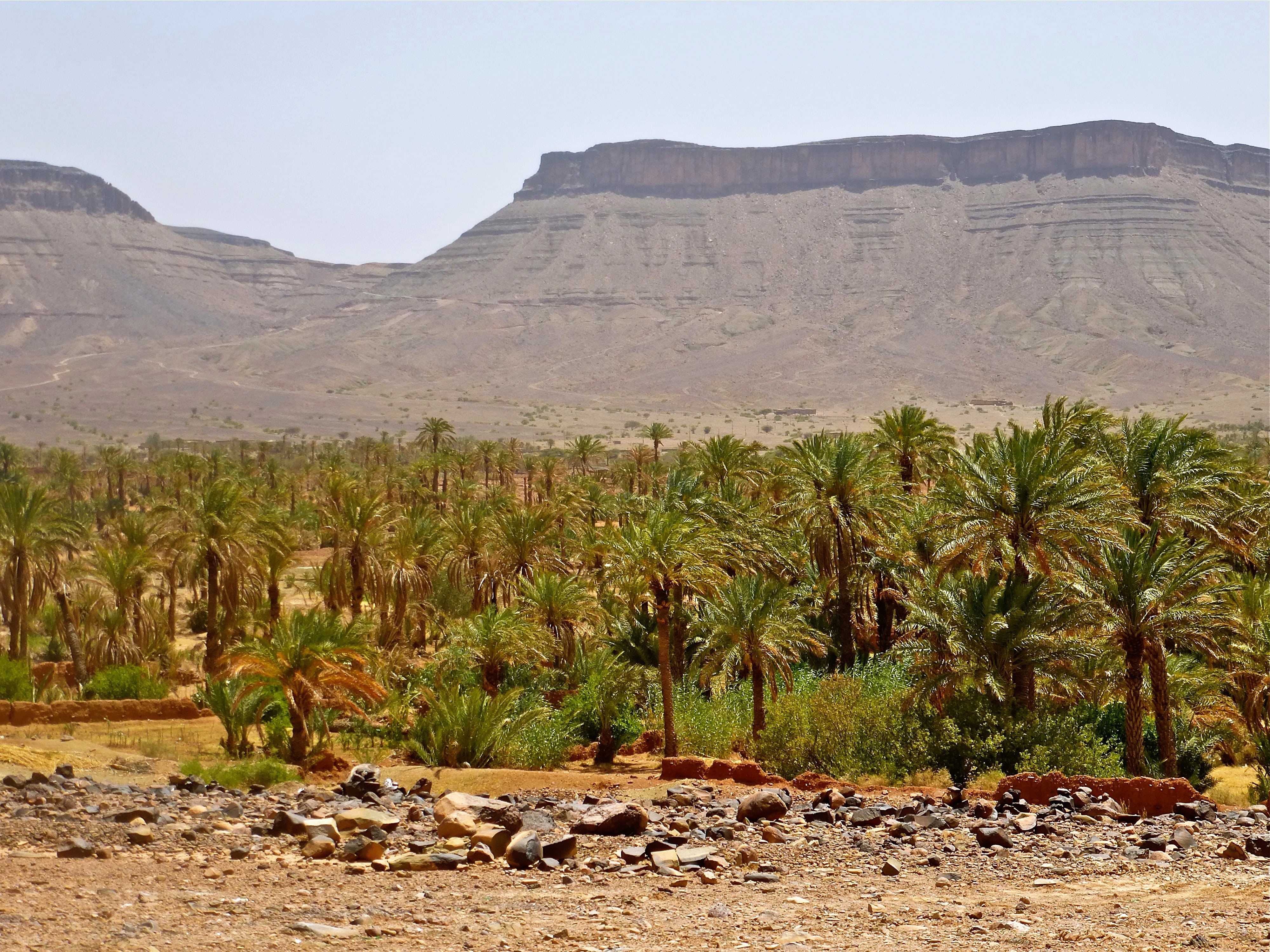 environment, palm grove, marroc, day, palm tree, non-urban scene, mountain, desert, landscape, rock, 4K, outdoors, tree, climate, plant, tranquility, solid, HD Wallpaper