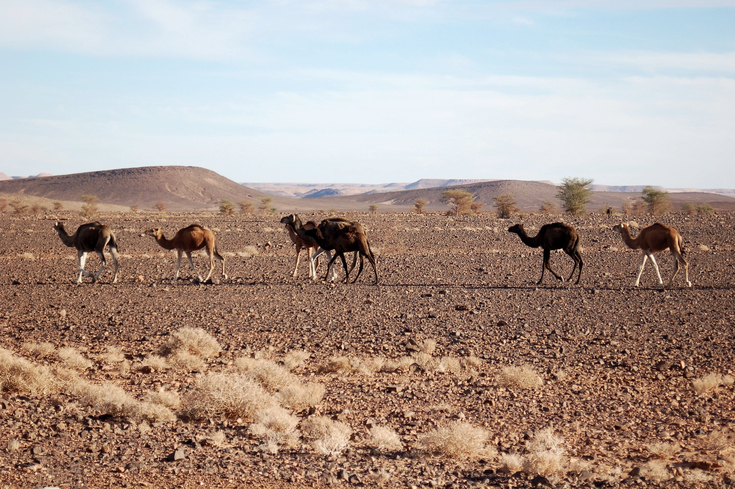 animal, sand, landscape, marroc, mammal, livestock, outdoors, scenics - nature, environment, day, animal themes, animal wildlife, sky, climate, herd, semi-arid, HD Wallpaper