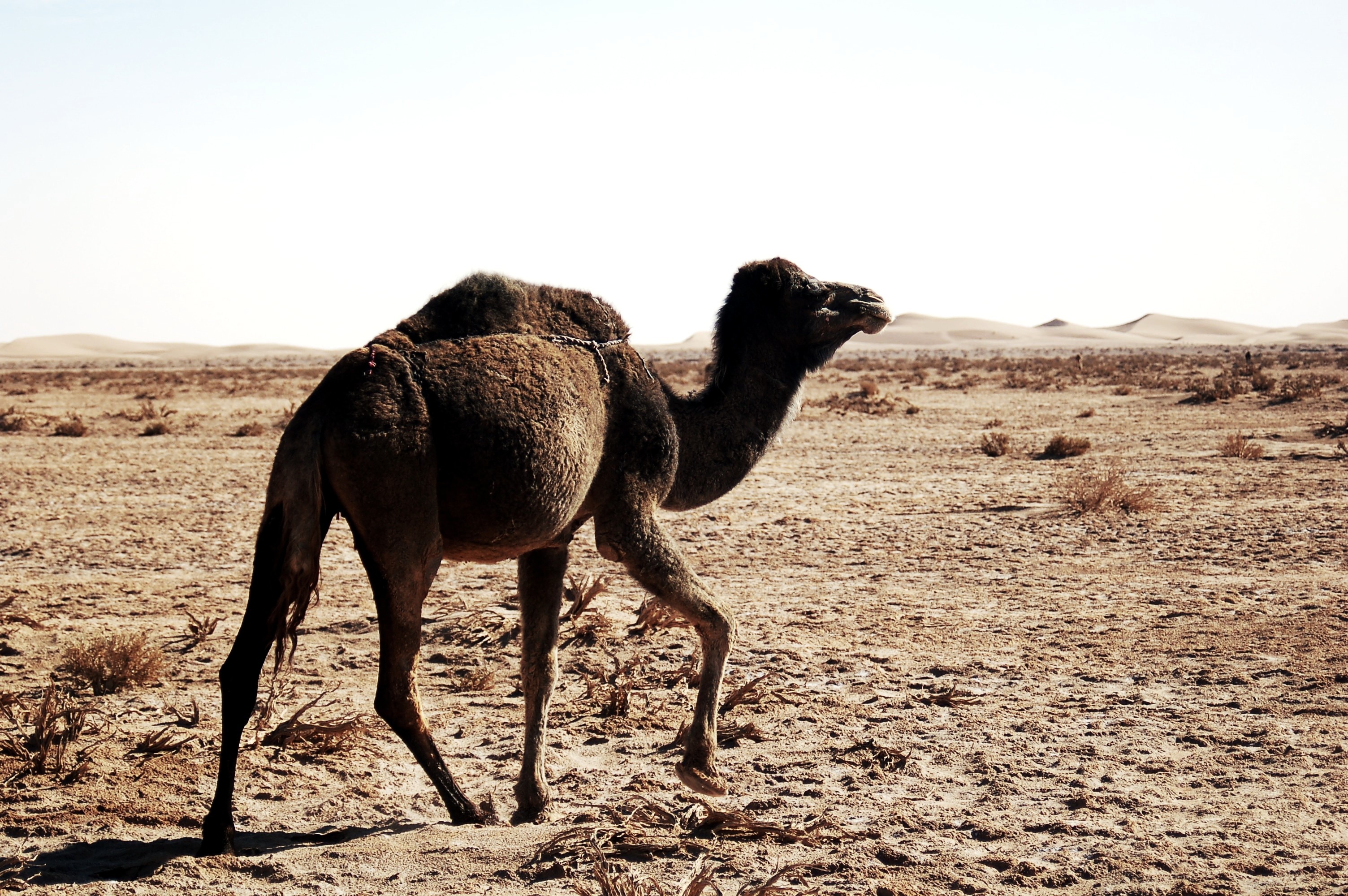 sky, mammal, domestic animals, pets, heat, land, camel, landscape, desert, soledad, clear sky, sand, marroc, vertebrate, one animal, temperature, screen saver, HD Wallpaper