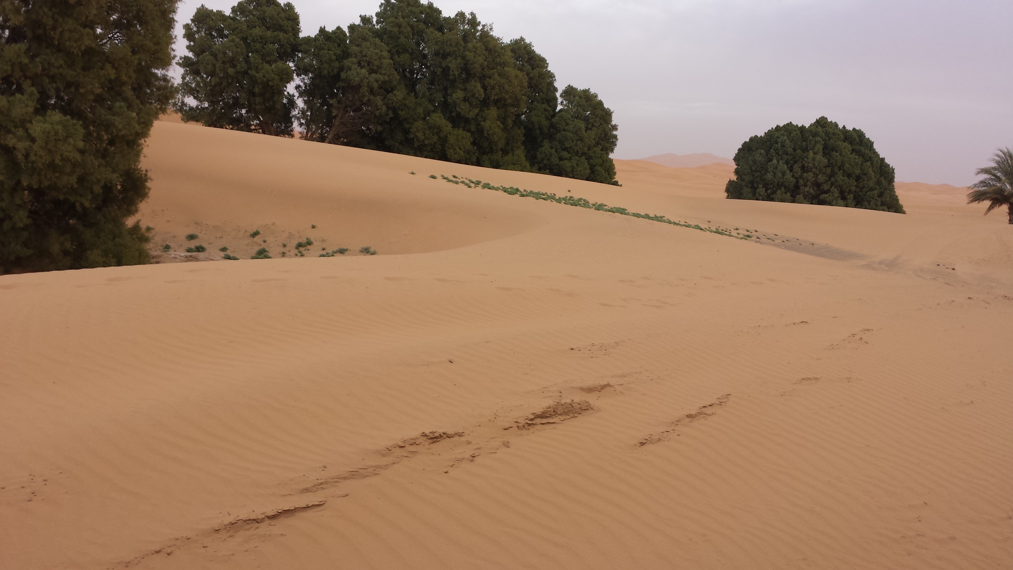 plant, land, 4K, environment, arid climate, no people, desert, outdoors, non-urban scene, climate, sand dune, scenics - nature, landscape, sky, beauty in nature, HD Wallpaper