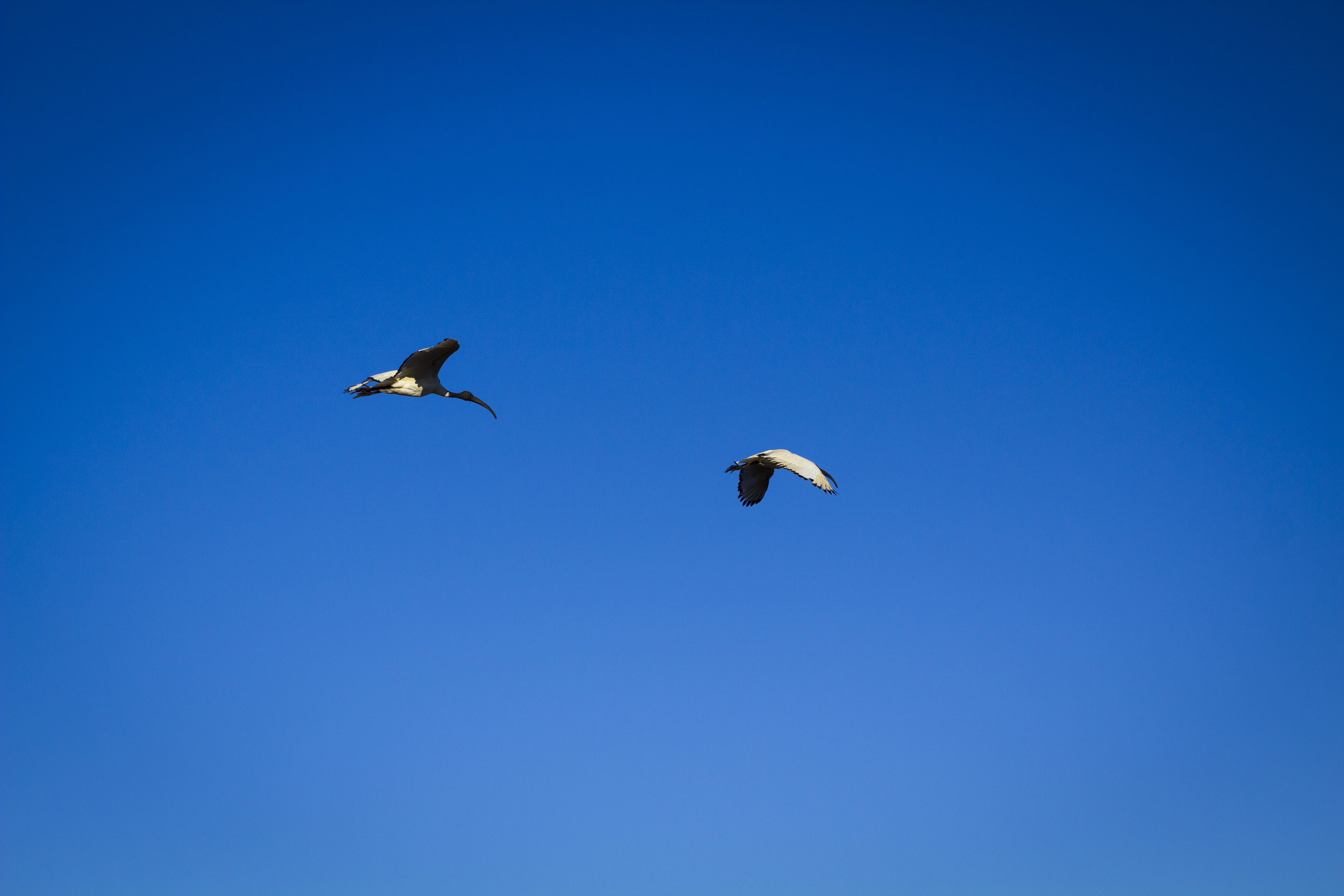 rubbish, landfill, 5K, clear sky, outdoors, african, nature, poor man, day, poor, animal, scavenger, beauty in nature, two animals, klerksdorp, flying, HD Wallpaper