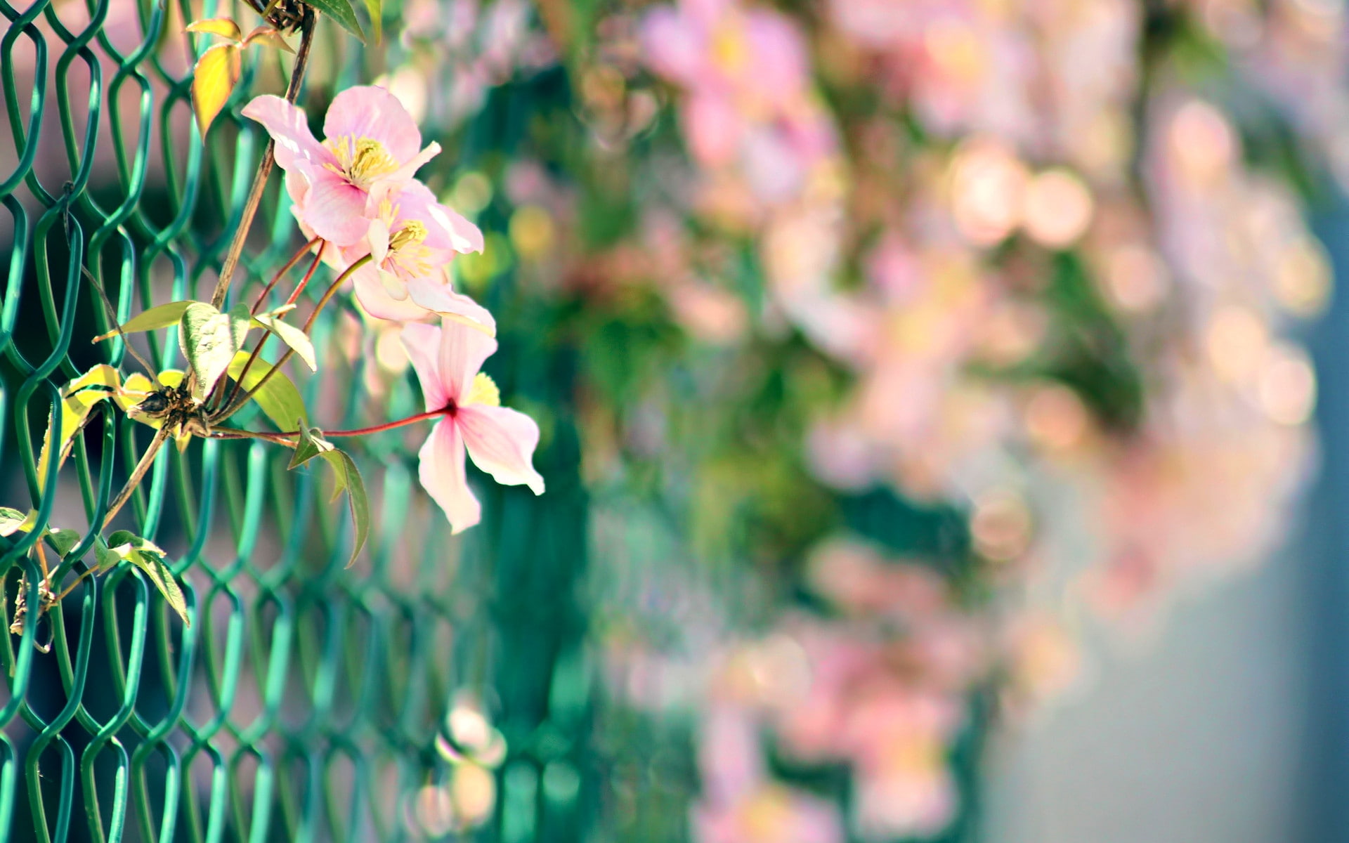 plant, 4k pics, 1080P, 1920x1200, pink, Fb Cover, flower, HD Wallpaper