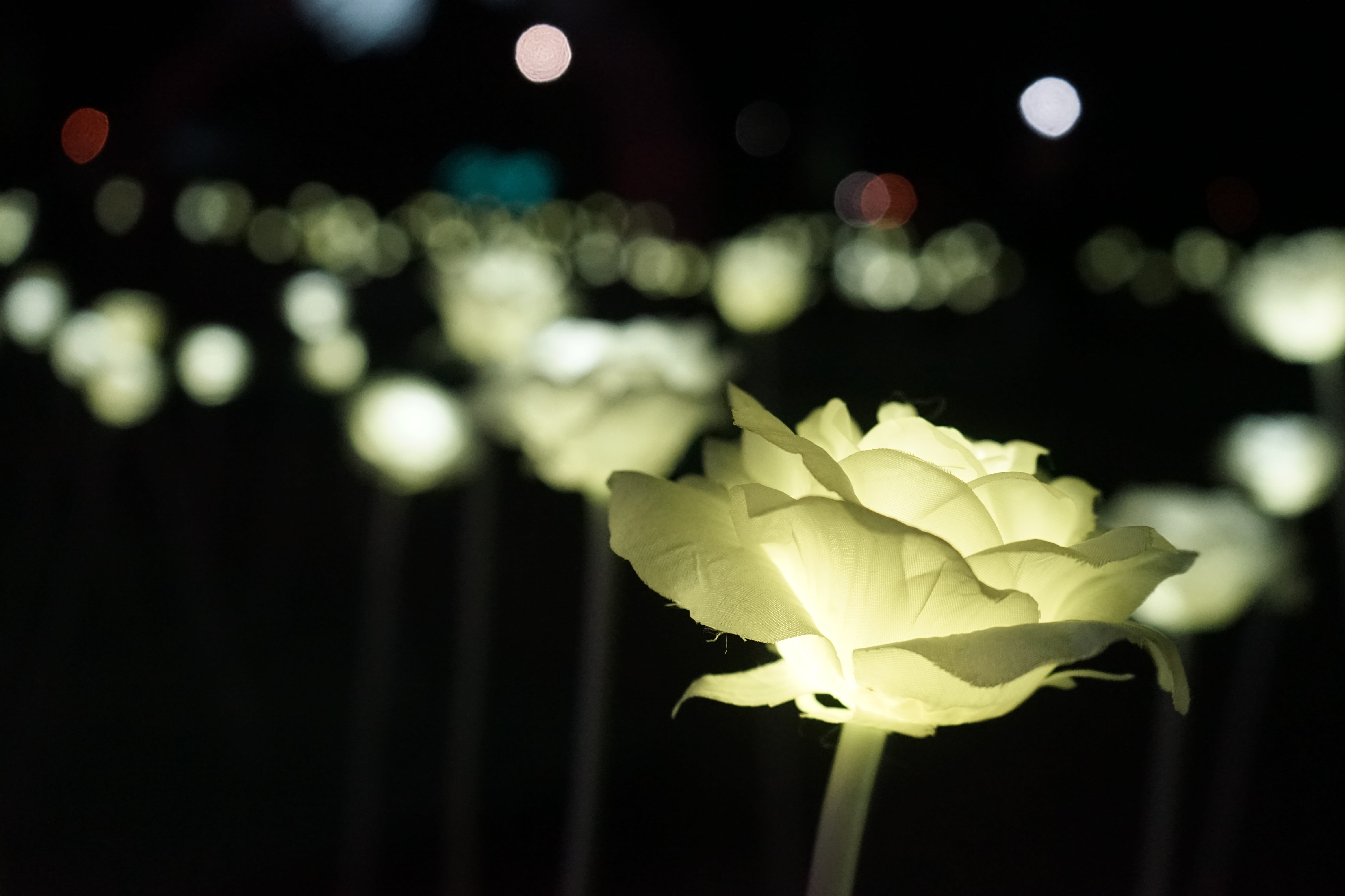 nature, studio shot, close-up, plant stem, focus on foreground, inflorescence, illuminated, 5K, Festival Of Lights, freshness, petal, rose, outdoors, lights, HD Wallpaper