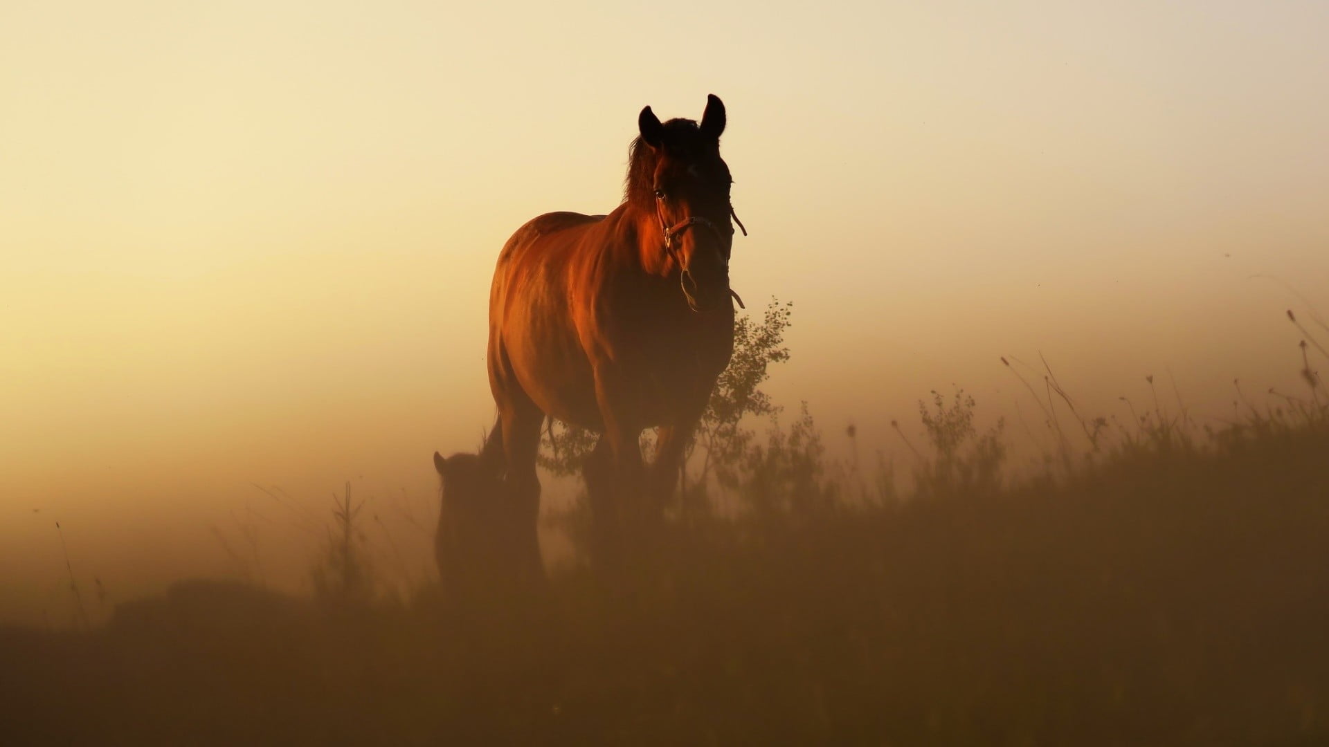 red, beauty in nature, nature, field, 1080P, polo, sunlight, domestic, pets, animal themes, livestock, animal, herbivorous, men, one animal, domestic animals, HD Wallpaper