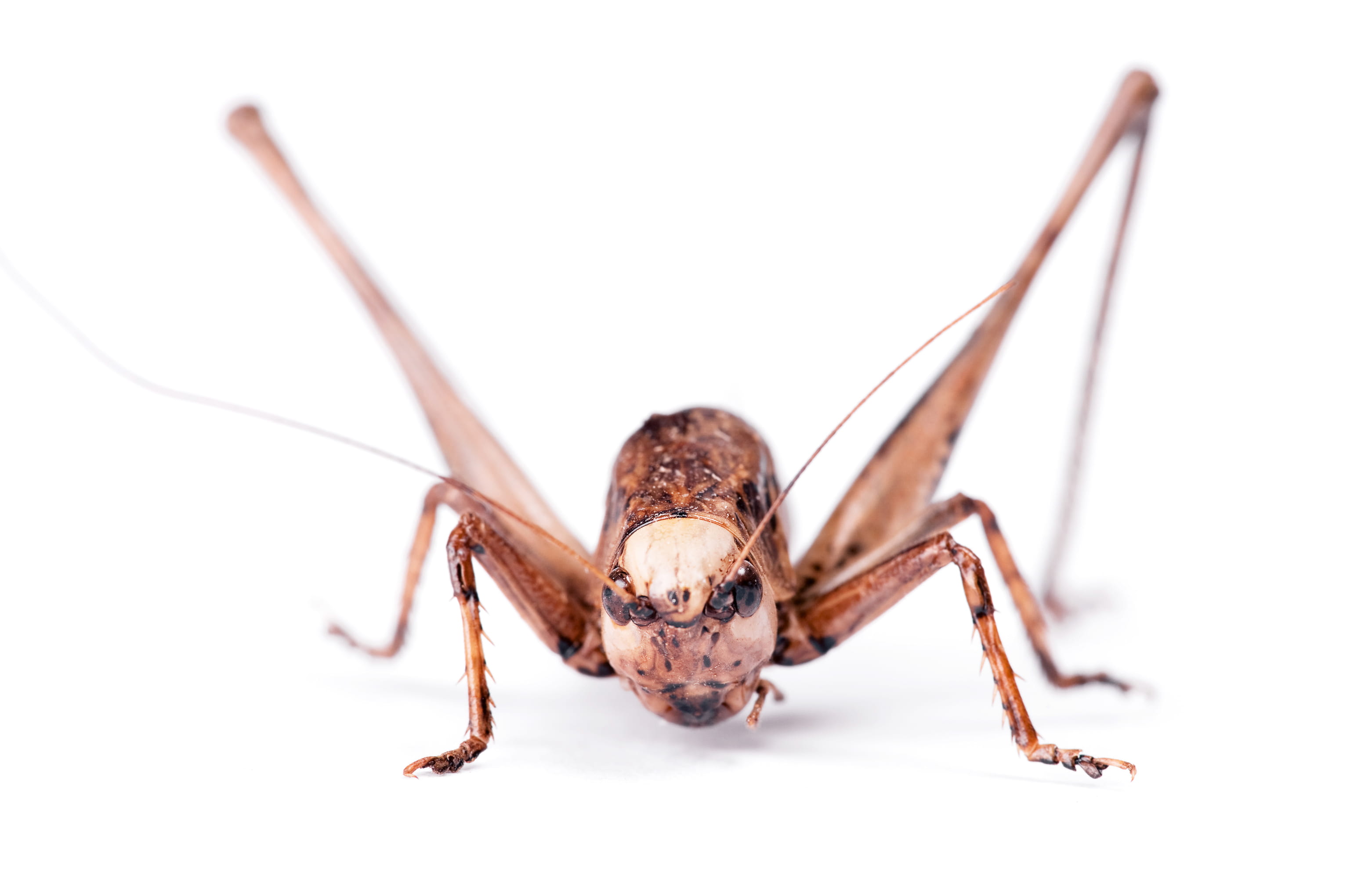 macro, locust, grey, grasshopper, no people, zoology, detail, image, arthropod, katydid, isolated, creature, single, animal leg, view, animal body part, HD Wallpaper