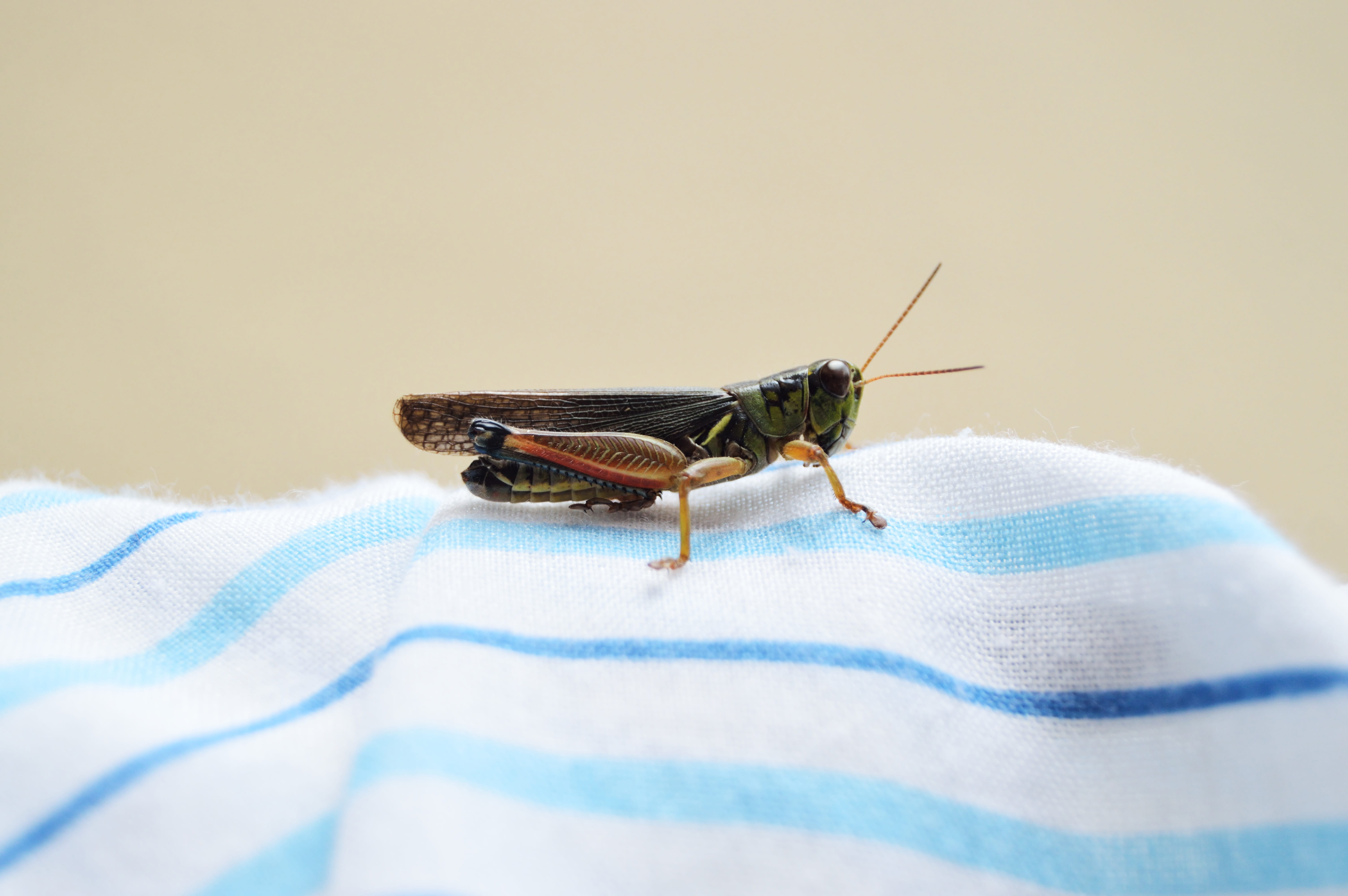 fabric, selective focus, locust, shot, creature, animals in the wild, green, wings, day, animal, bug, summer, animal body part, antenna, shadow, cricket, HD Wallpaper