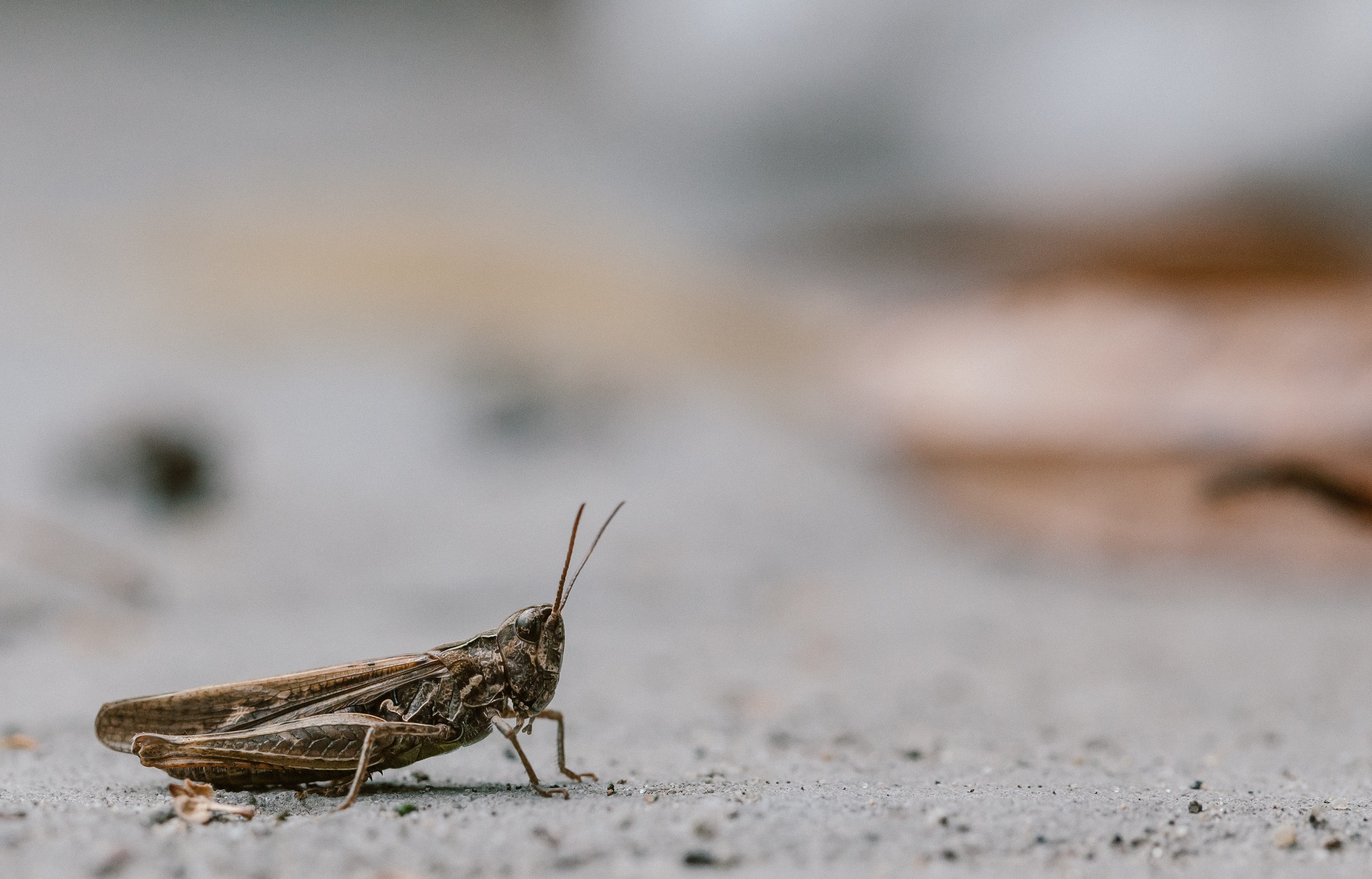 outdoors, one animal, cricket, close-up, day, selective focus, butterfly - insect, animals in the wild, side view, bug, animal wildlife, macro, animal themes, HD Wallpaper