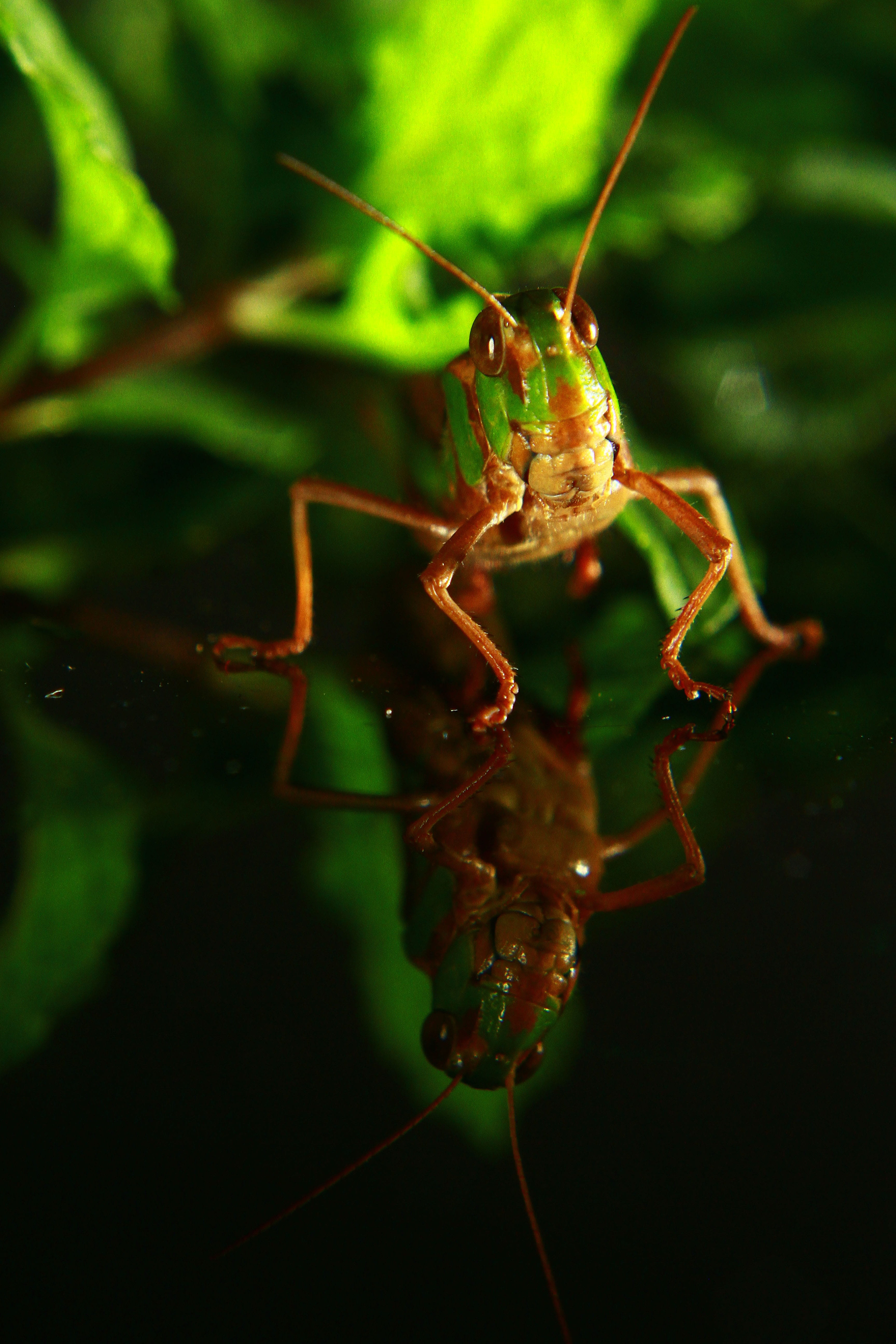 locust, animal themes, antenna, background, Insect, bug, leg, Animal, arachnid, cricket, summer, one animal, animal antenna, selective focus, day, small, Phone HD Wallpaper