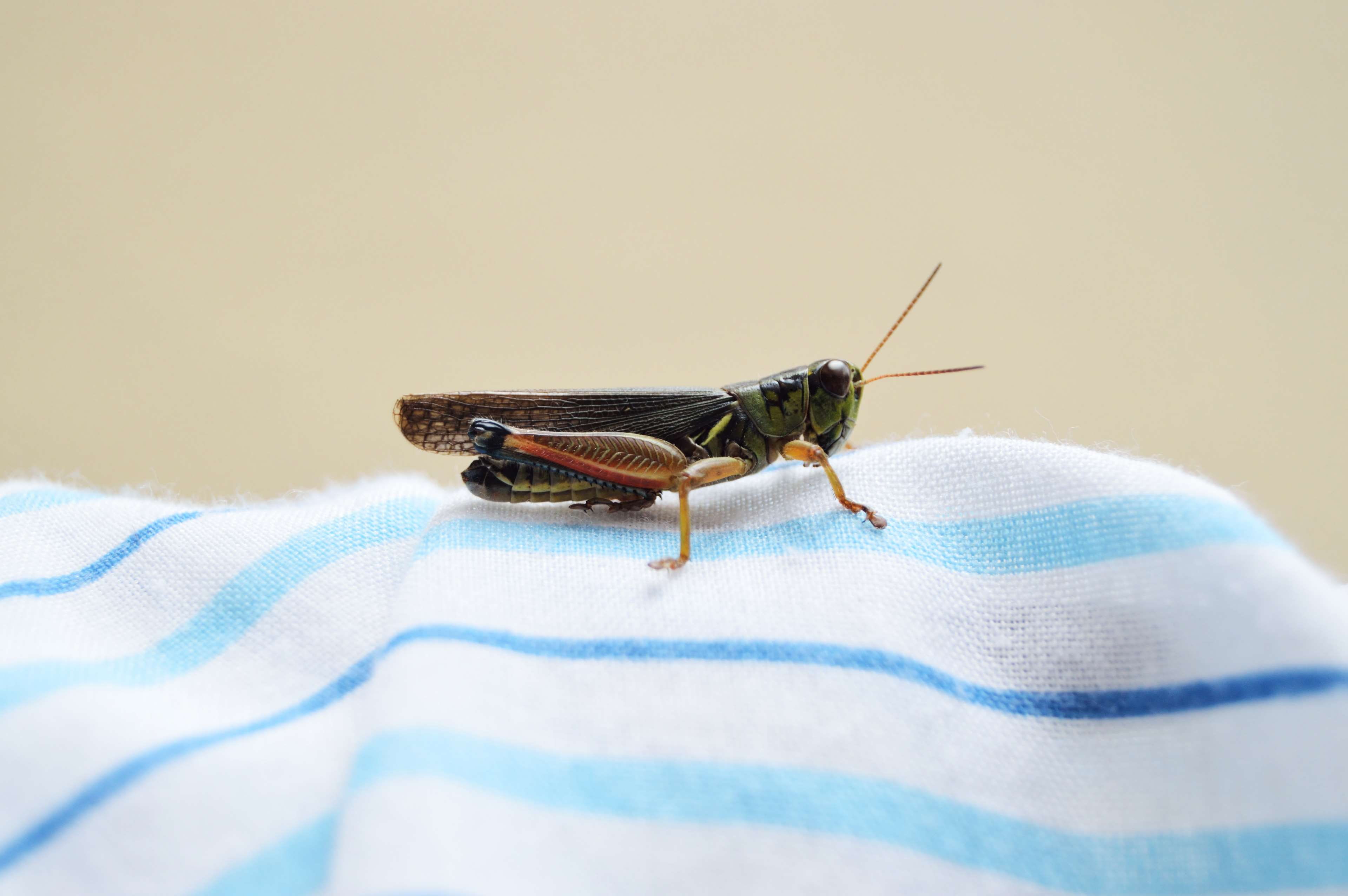 environment, animal wildlife, background, fly, animal, day, grasshopper, daylight, image, animal themes, antenna, 4K, macro, green, no people, shadow, HD Wallpaper