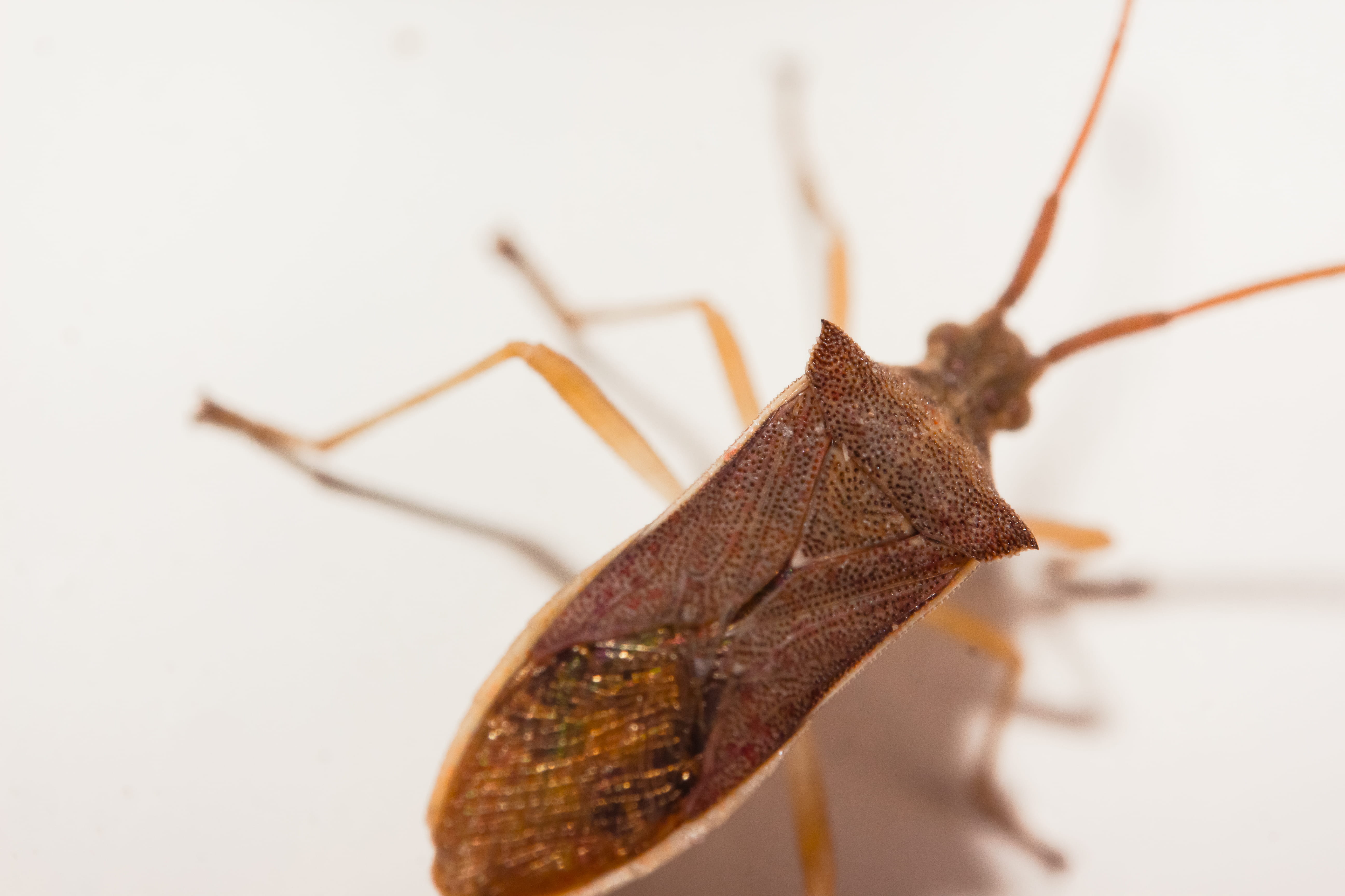 architecture, studio shot, indoors, macro, tower, white background, 5K, animal wildlife, mantis, extreme close-up, beautiful, cricket insect, sheild, no people, HD Wallpaper