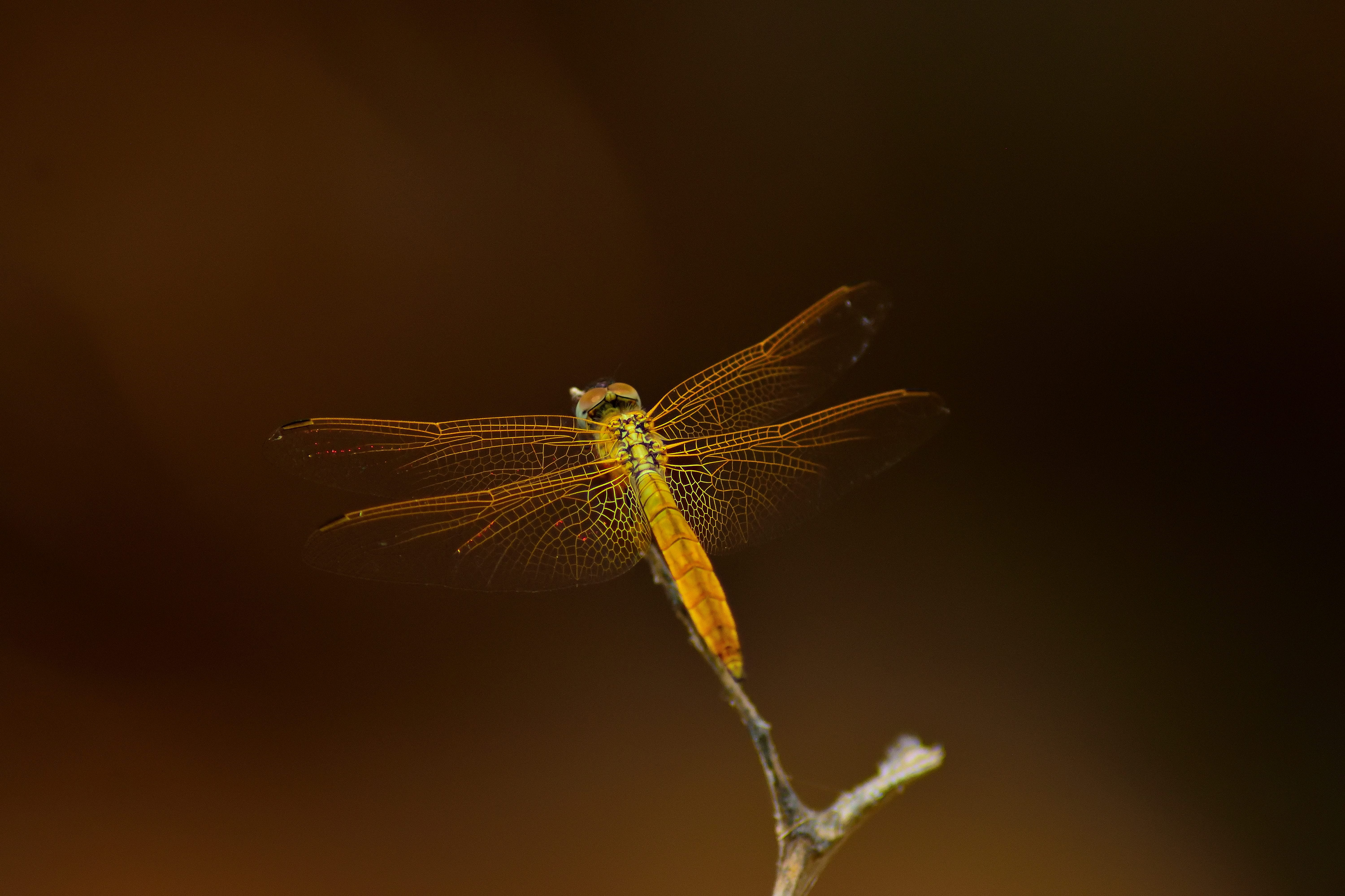 love, 5K, blossom, animal wing, arthropod, dragonfly, animal, asteraceae, invertebrate, nature, copy space, cricket insect, anisoptera, butterfly, HD Wallpaper