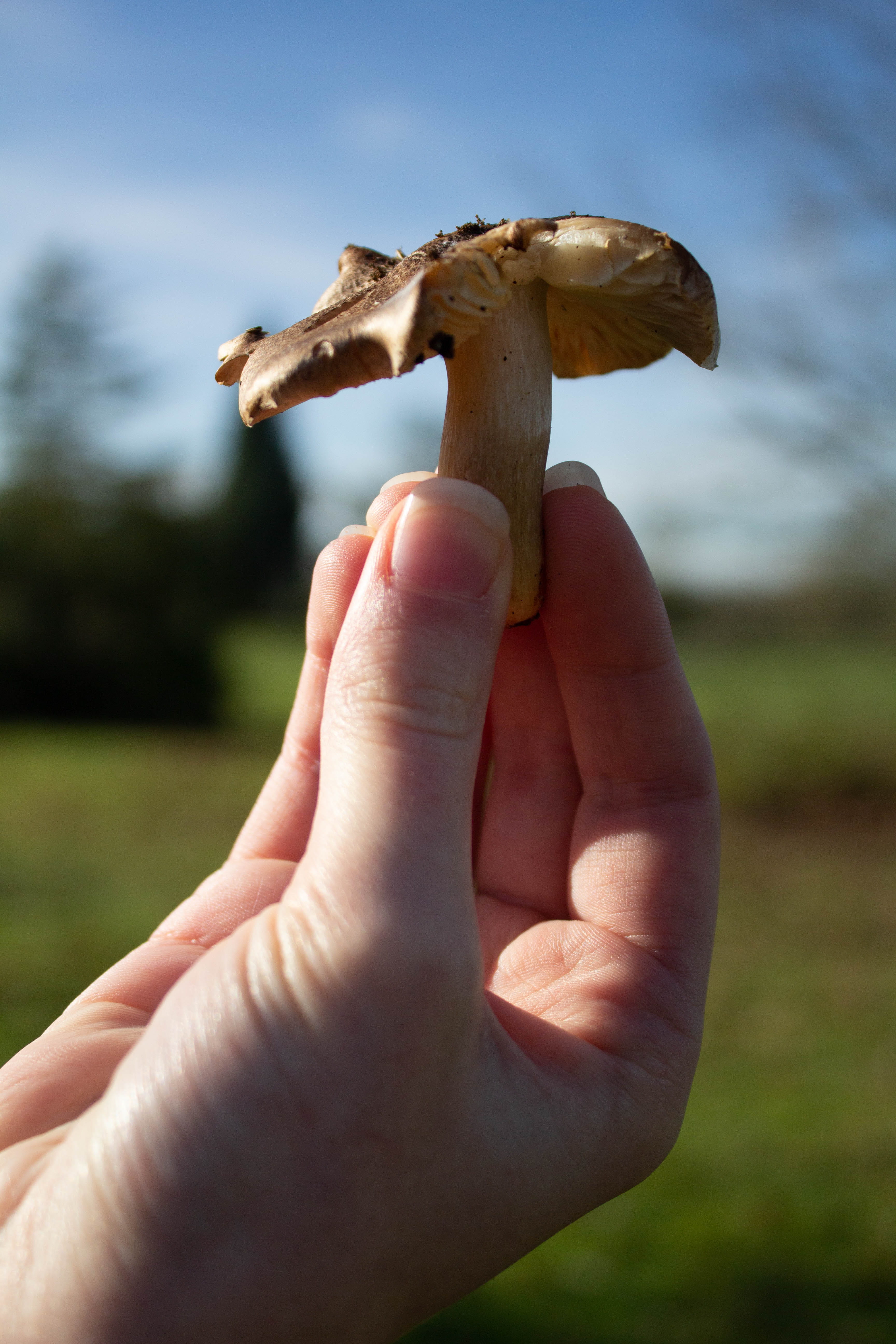 body part, invertebrate, holding, mâche, amanita, real people, lifestyles, agaric, food and drink, animal, nail, phone background, green, person, fungus, Phone HD Wallpaper