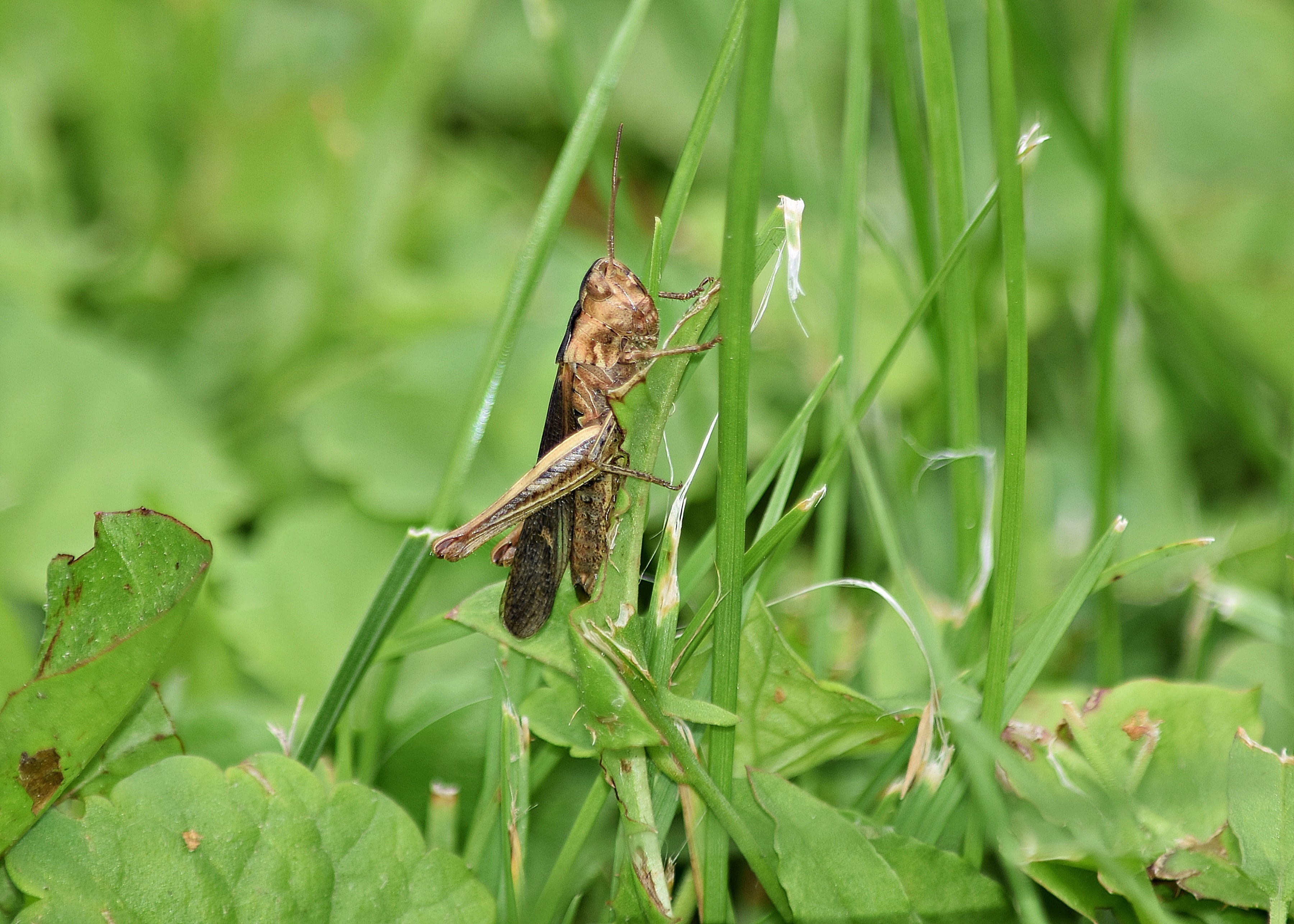 close-up, focus on foreground, one animal, green, plants, nature, leaf, invertebrate, grass, grasshopper, konik, no people, selective focus, antennae, outdoors, HD Wallpaper