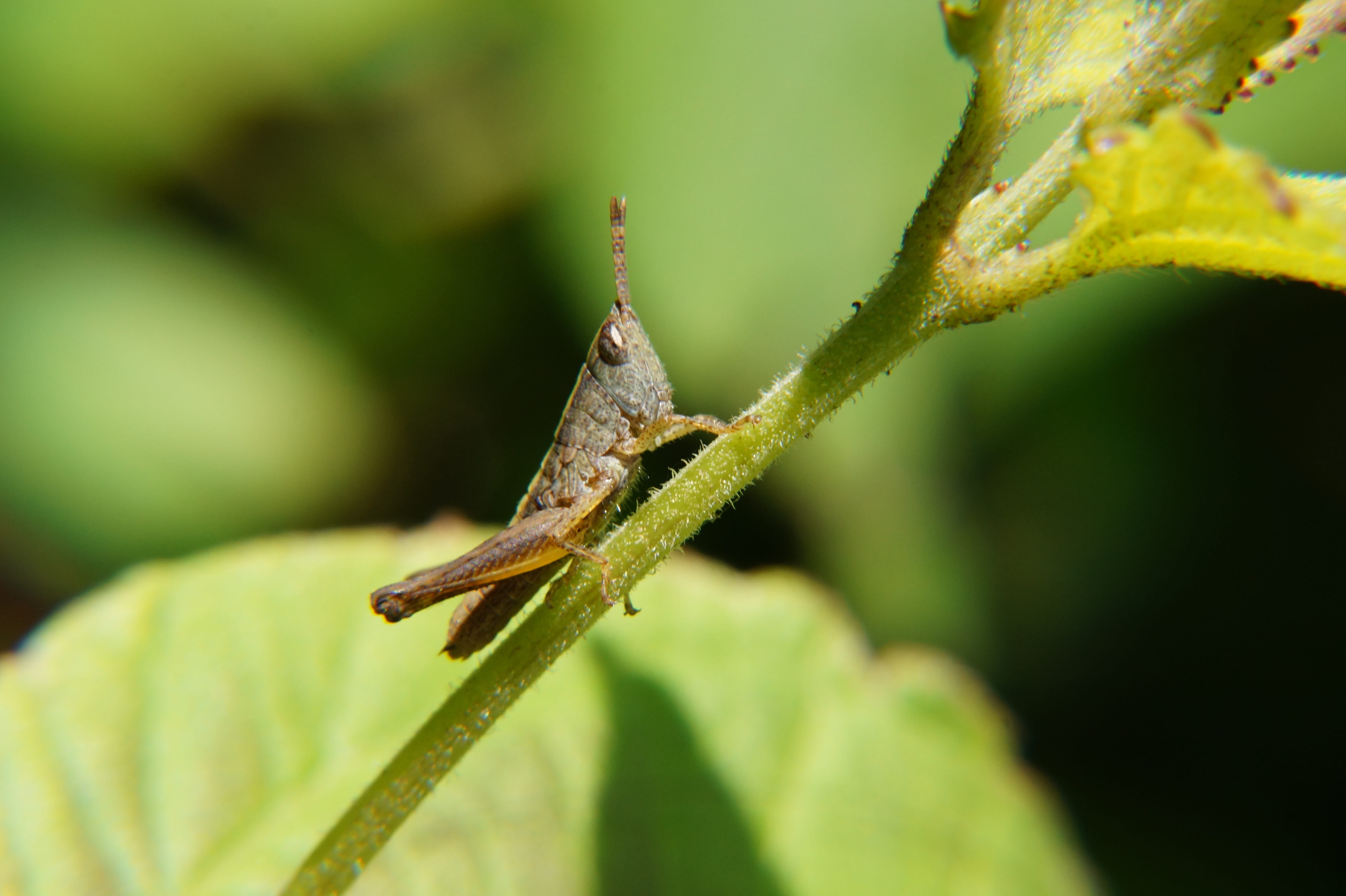 outdoors, cricket, garden, leaves, focus on foreground, close-up, macro, animals in the wild, selective focus, leaf, 5K, plant, field, nature, no people, HD Wallpaper