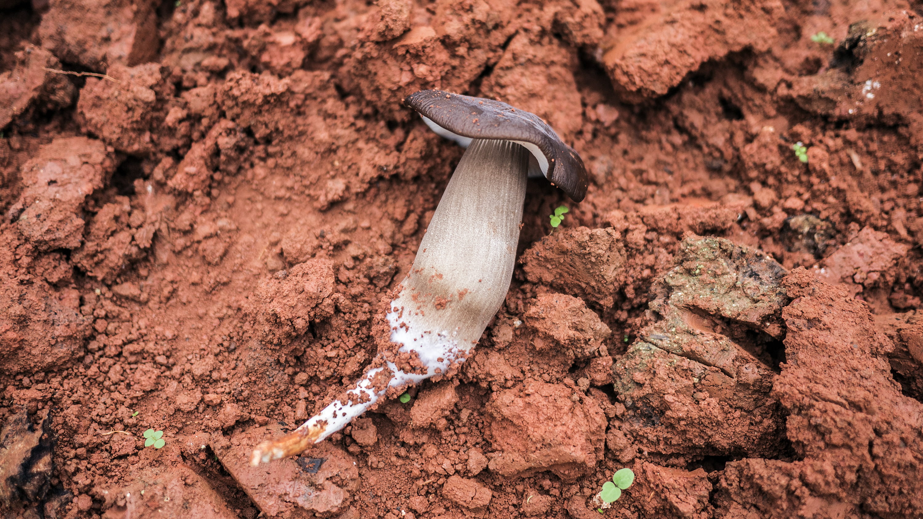 no people, tool, sprout, ground, cricket insect, field, land, red, one animal, day, archaeology, invertebrate, mammal, amanita, plant, agaric, mushroom, HD Wallpaper