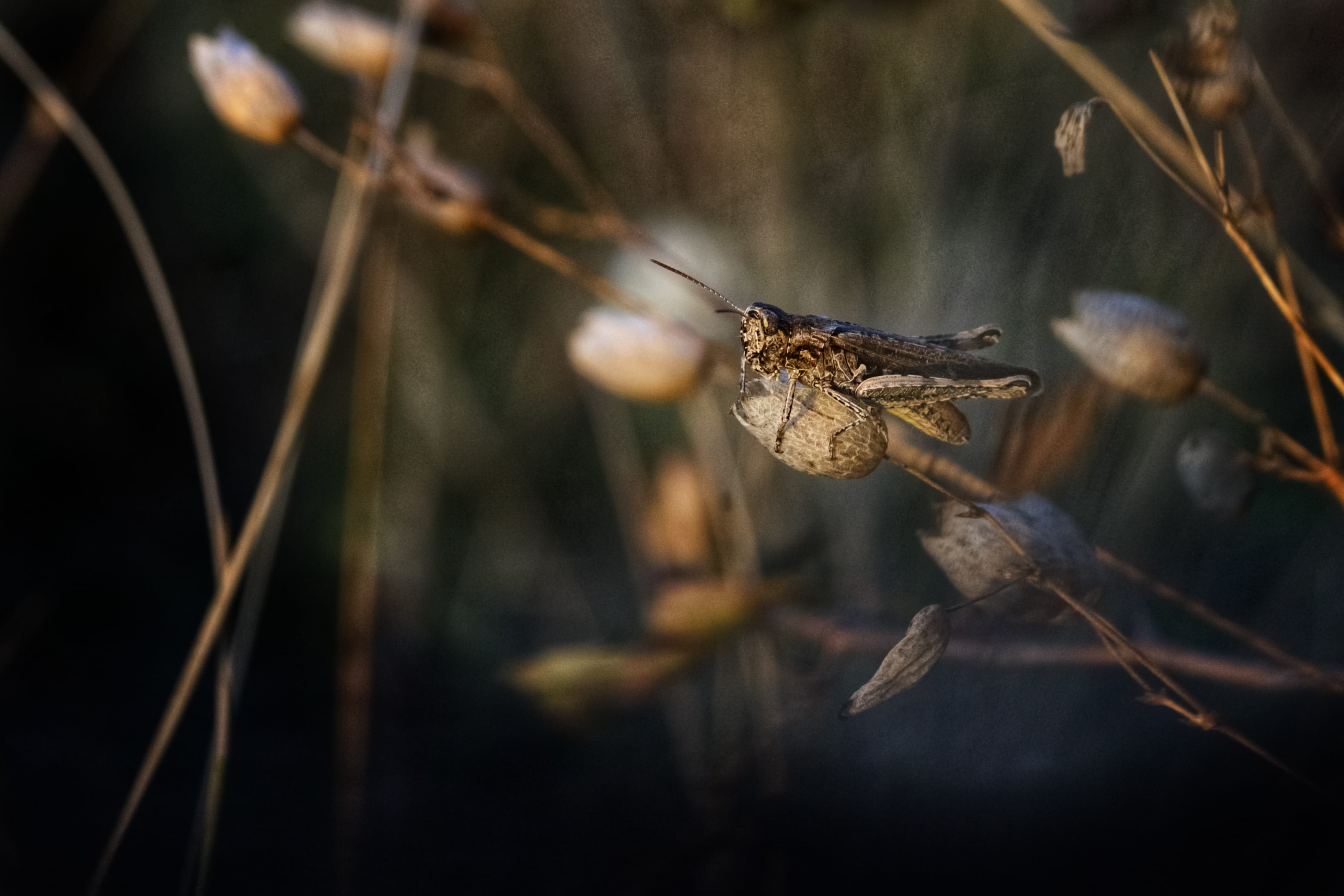 brown, branch, one animal, cricket, bird, night, animals in the wild, plant, nature, focus on foreground, animal wildlife, insect in nature, outdoors, depth, HD Wallpaper