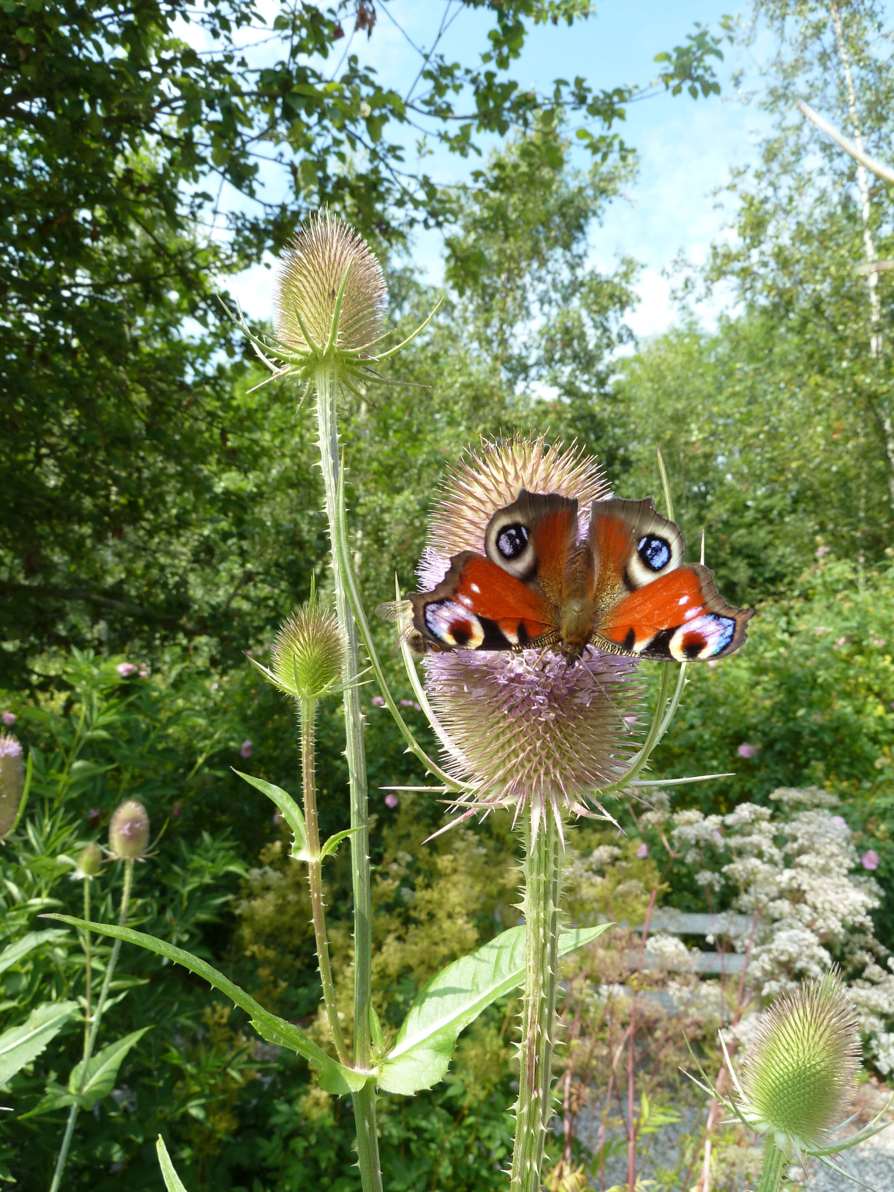 kart bun, 4K, focus on foreground, sea life, vertebrate, plant, swimming, butterfly, tree, wicket kart bun, animal, close-up, day, underwater, butterfly - insect, Phone HD Wallpaper